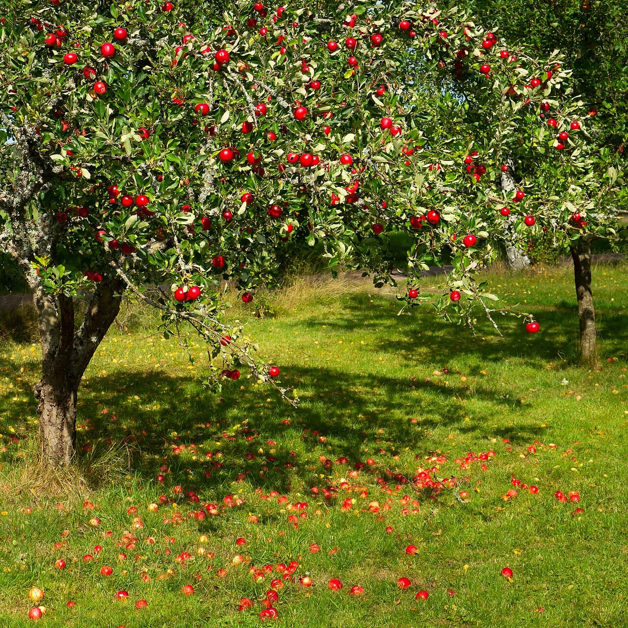Imagine cu pom de m?r ?nc?rcat cu fructe pentru ghidul AgroDex despre cultura m?rului