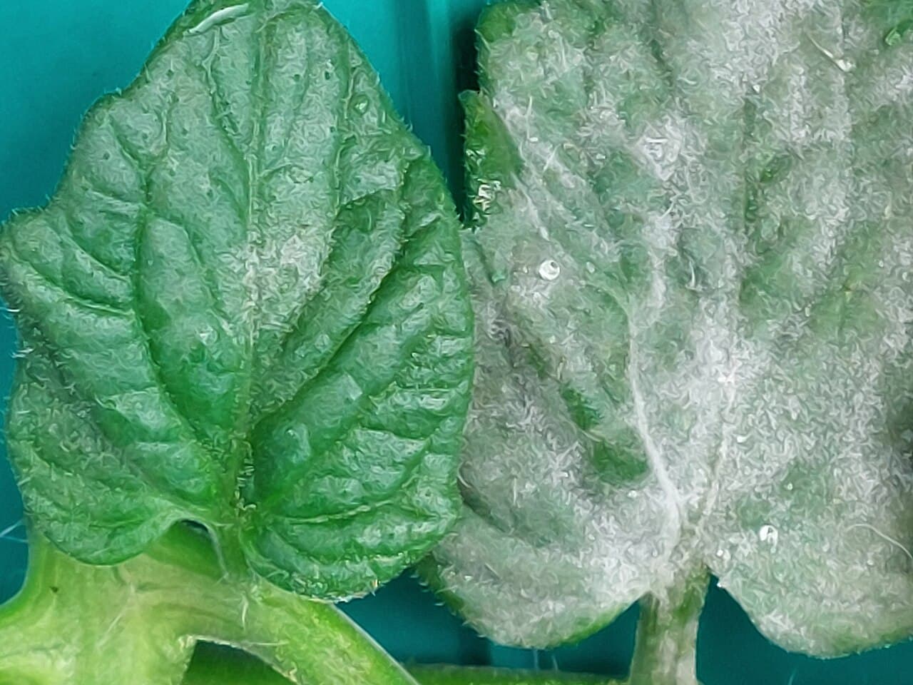 Imagine pentru Fainarea Tomatelor: Tomaten-Echter Mehltau-JS-3