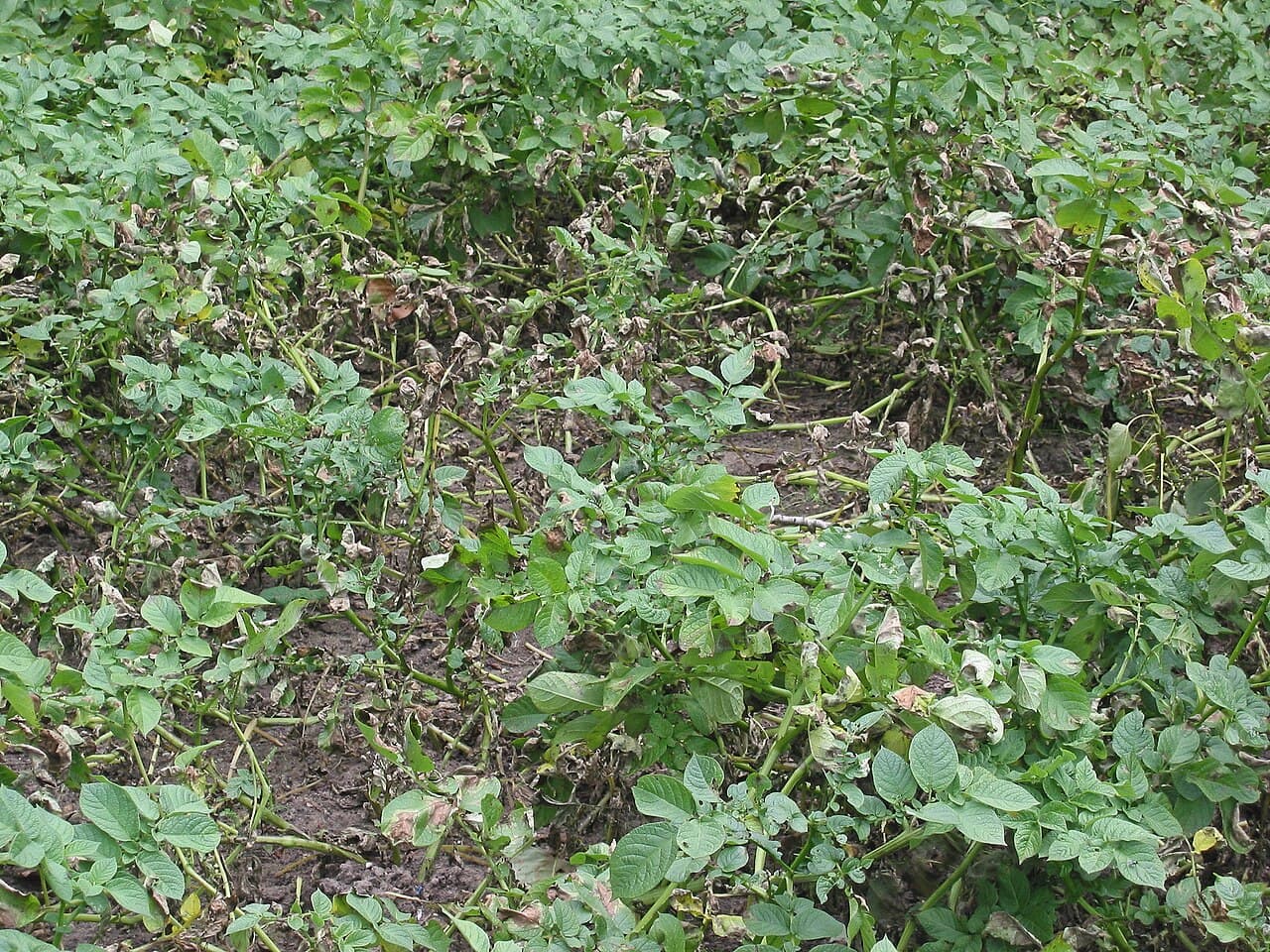 Imagine pentru Mana cartofului: Phytophthora infestans bij Parel