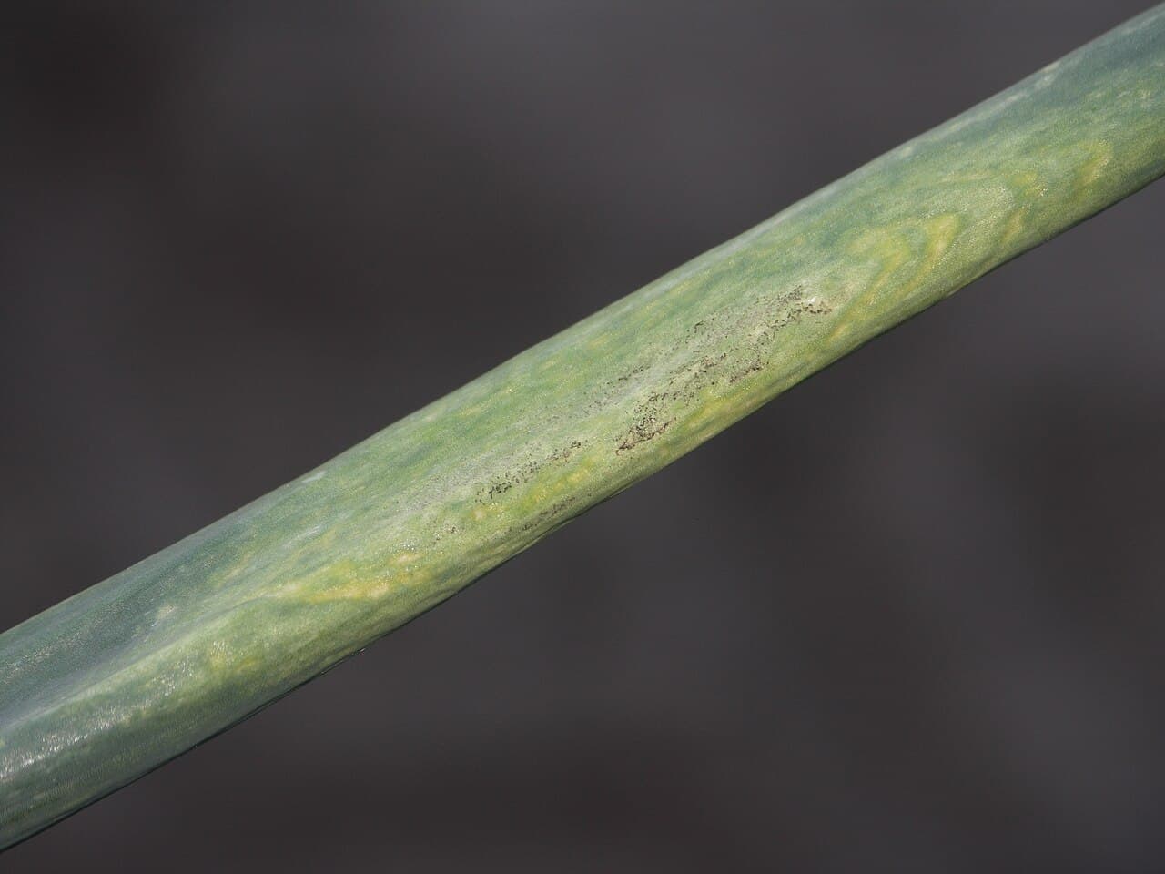 Usturoi verde: imagine de referinta asociata cu Mană la usturoi verde. Imagine pentru Mana La Usturoi Verde: Falscher Mehltau 1 (Peronospora destructor)-DLR-NW-jk
