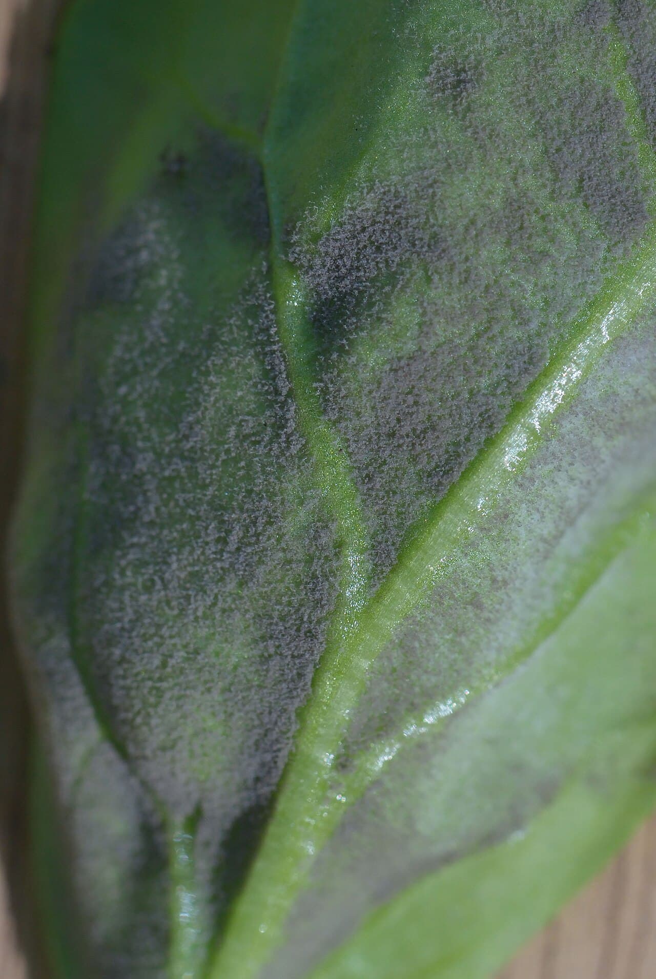 Imagine pentru Mana Spanacului: Pseudoperonospora farinosa f.sp. spinaciae at Spinacia oleracea (6)