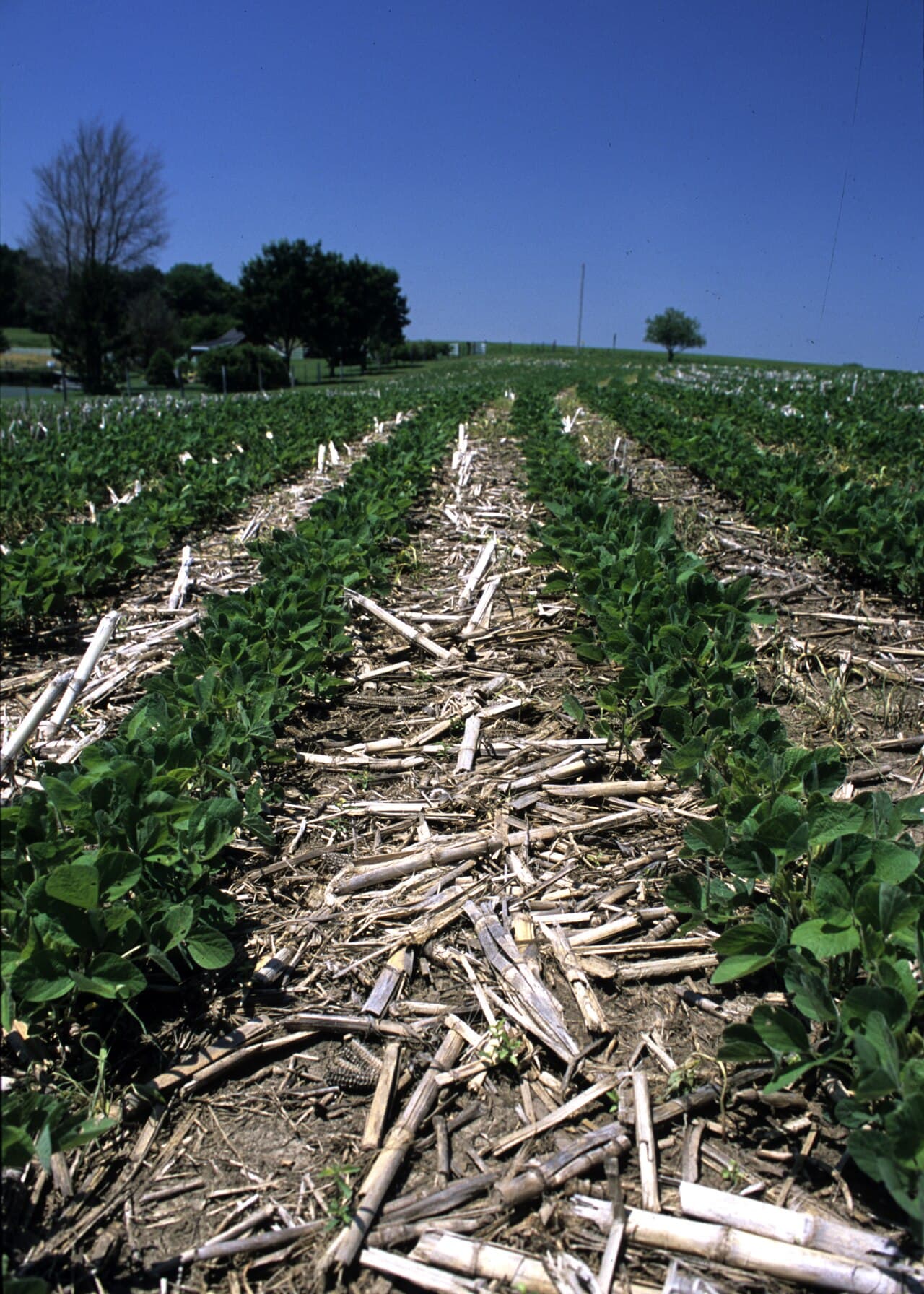 Imagine cu plante de soia într-un câmp pentru ghidul AgroDex despre cultura soiei