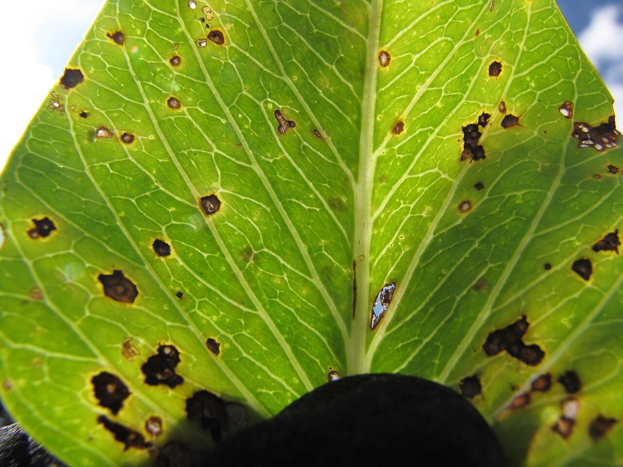 Imagine pentru Pătarea frunzelor: Starr-130703-5524-Ipomoea pes caprae subsp brasiliensis-leaves with Cercospora leaf spot-Kealia Pond-Maui (24923614460)