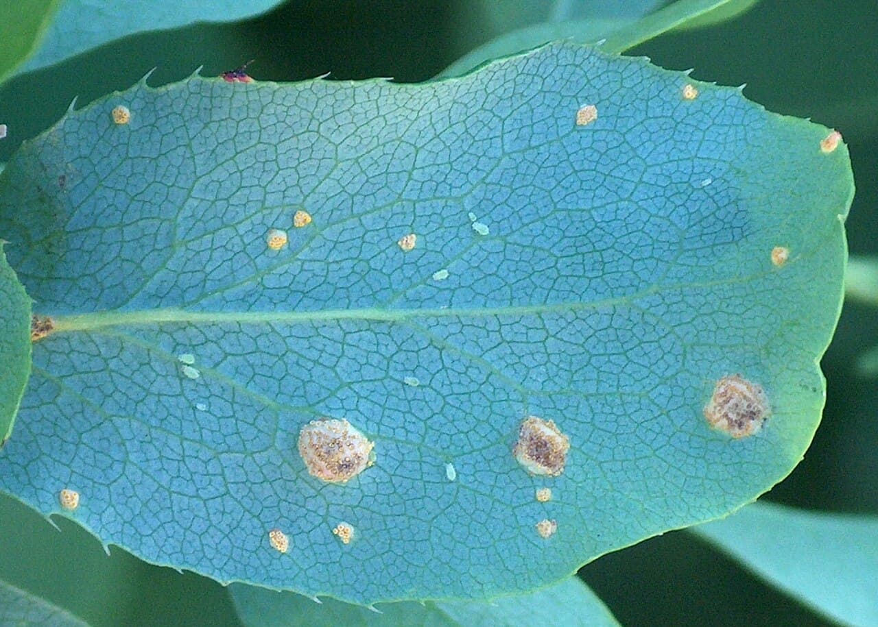 Imagine pentru Rugina neagră: Puccinia graminis Berberis vulgaris