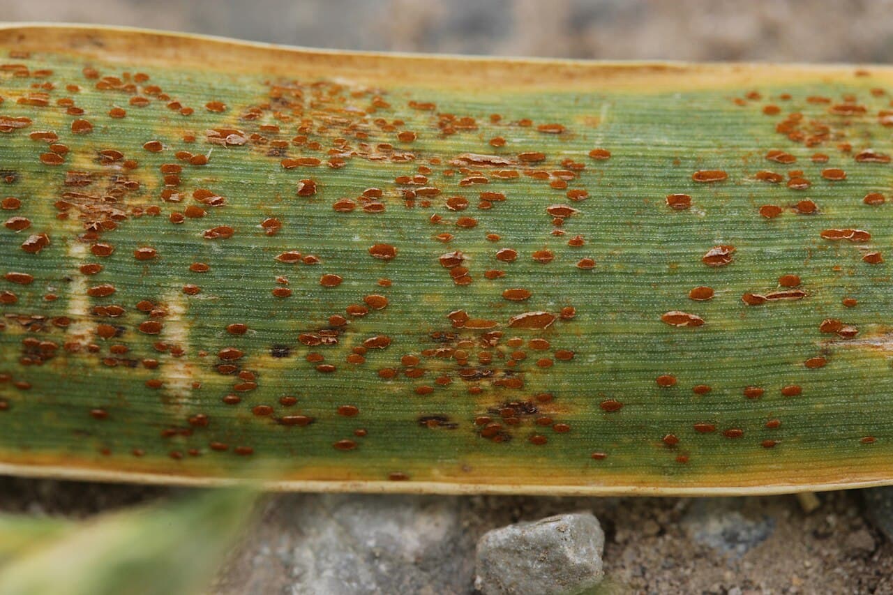 Imagine pentru Rugina brună: Puccinia triticina (02)