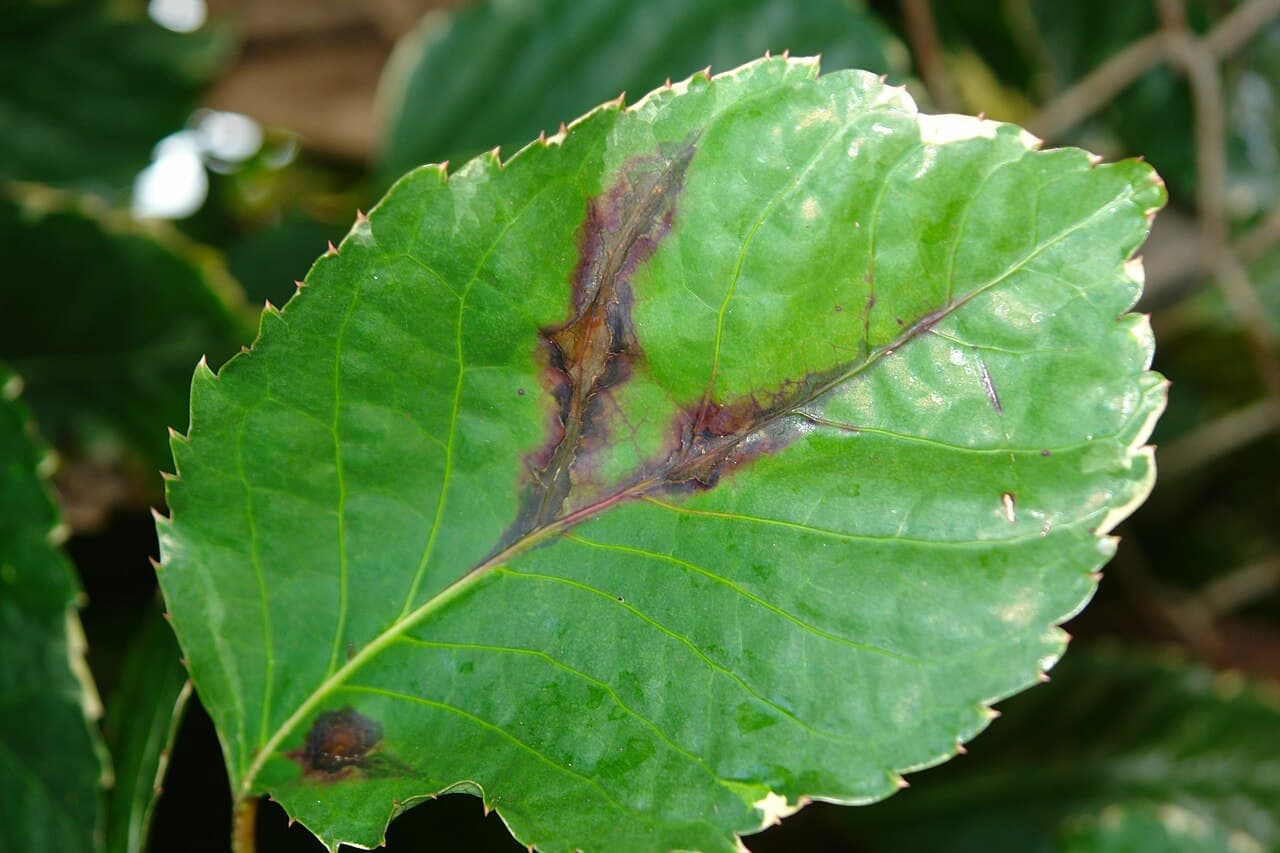 Imagine cu simptome pentru Arsura bacteriană