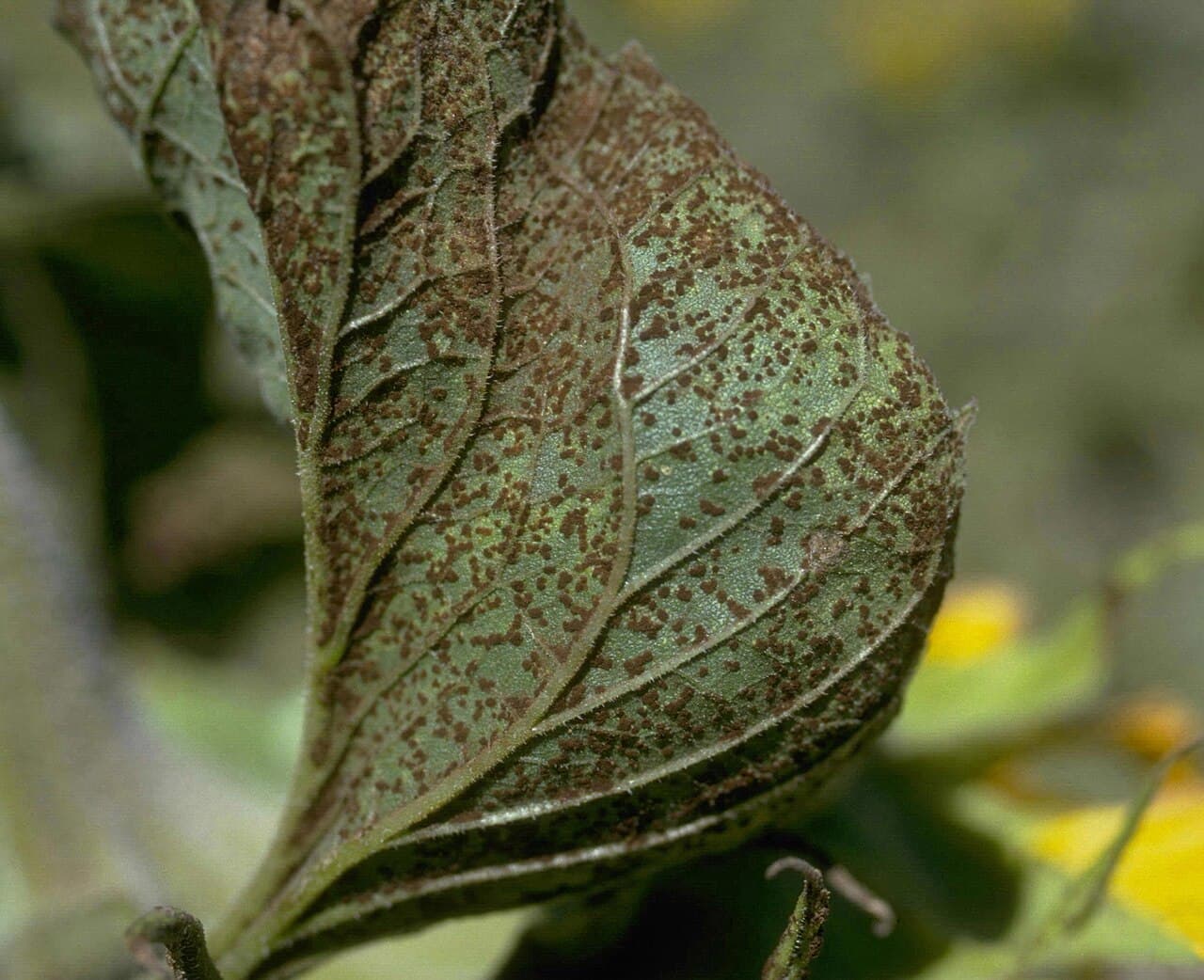 Imagine pentru Rugina Florii Soarelui: Puccinia helianthi