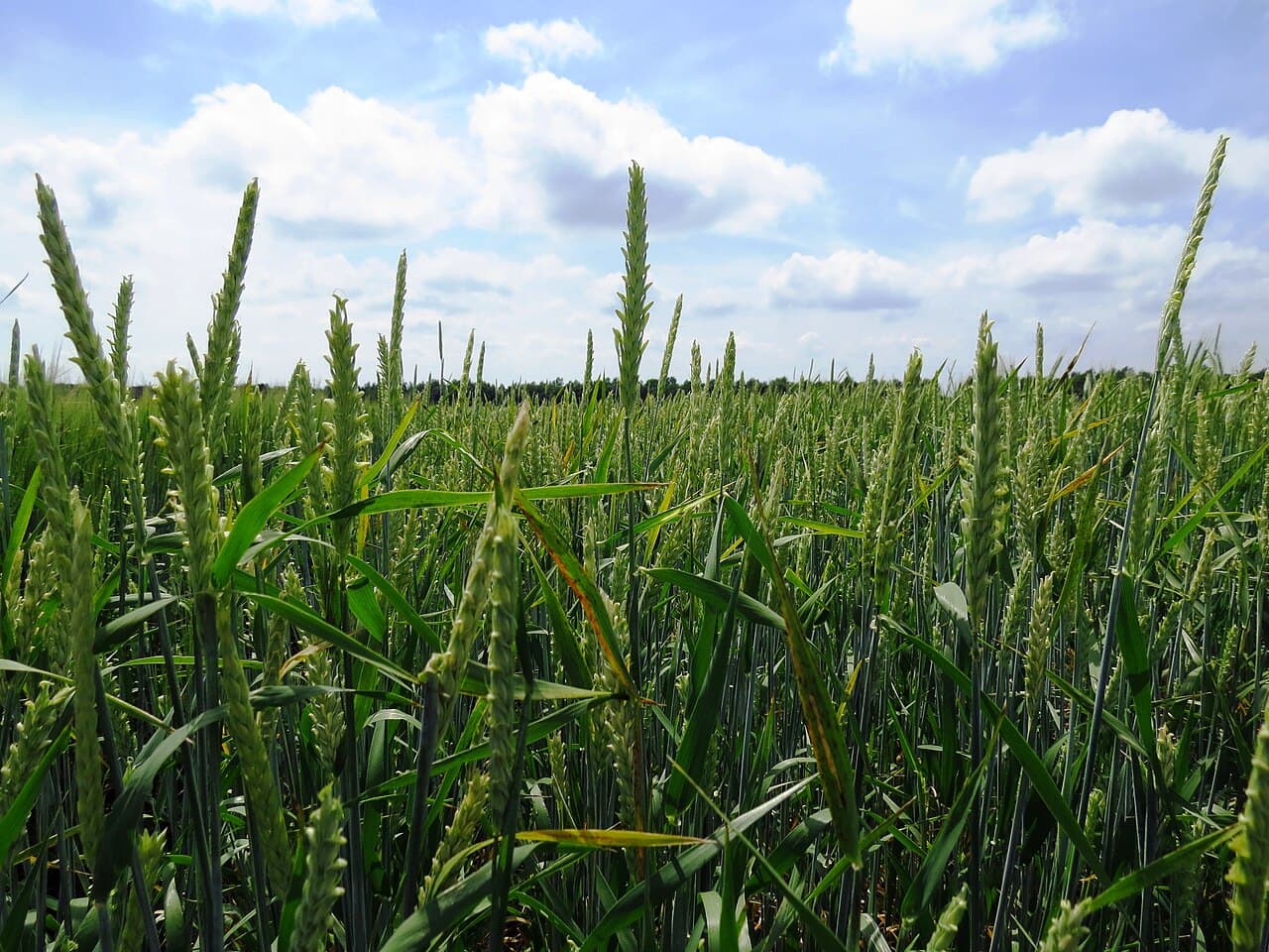 Imagine pentru Pătarea reticulară: Barley modern in field 2