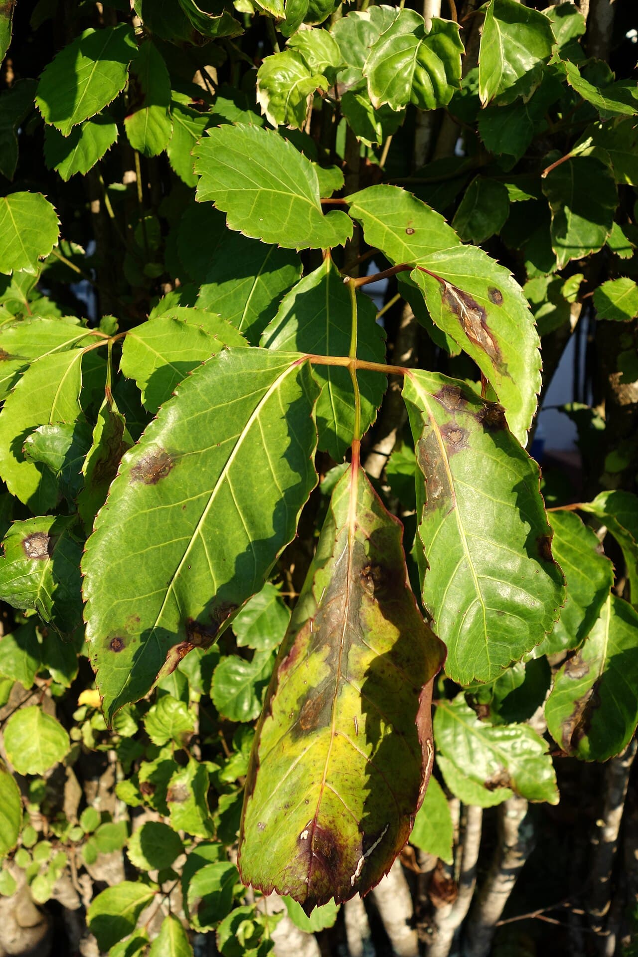 Imagine pentru Arsura bacteriană: Panax Bacterial leaf blight (11931673735)