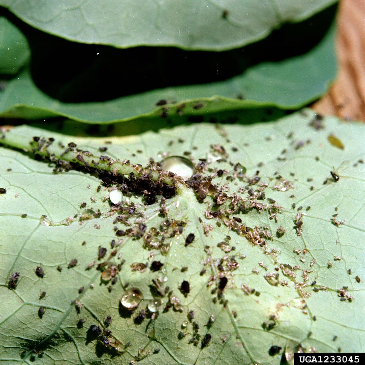 Imagine pentru Afide La Castraveti Cornichon: Aphis gossypii04