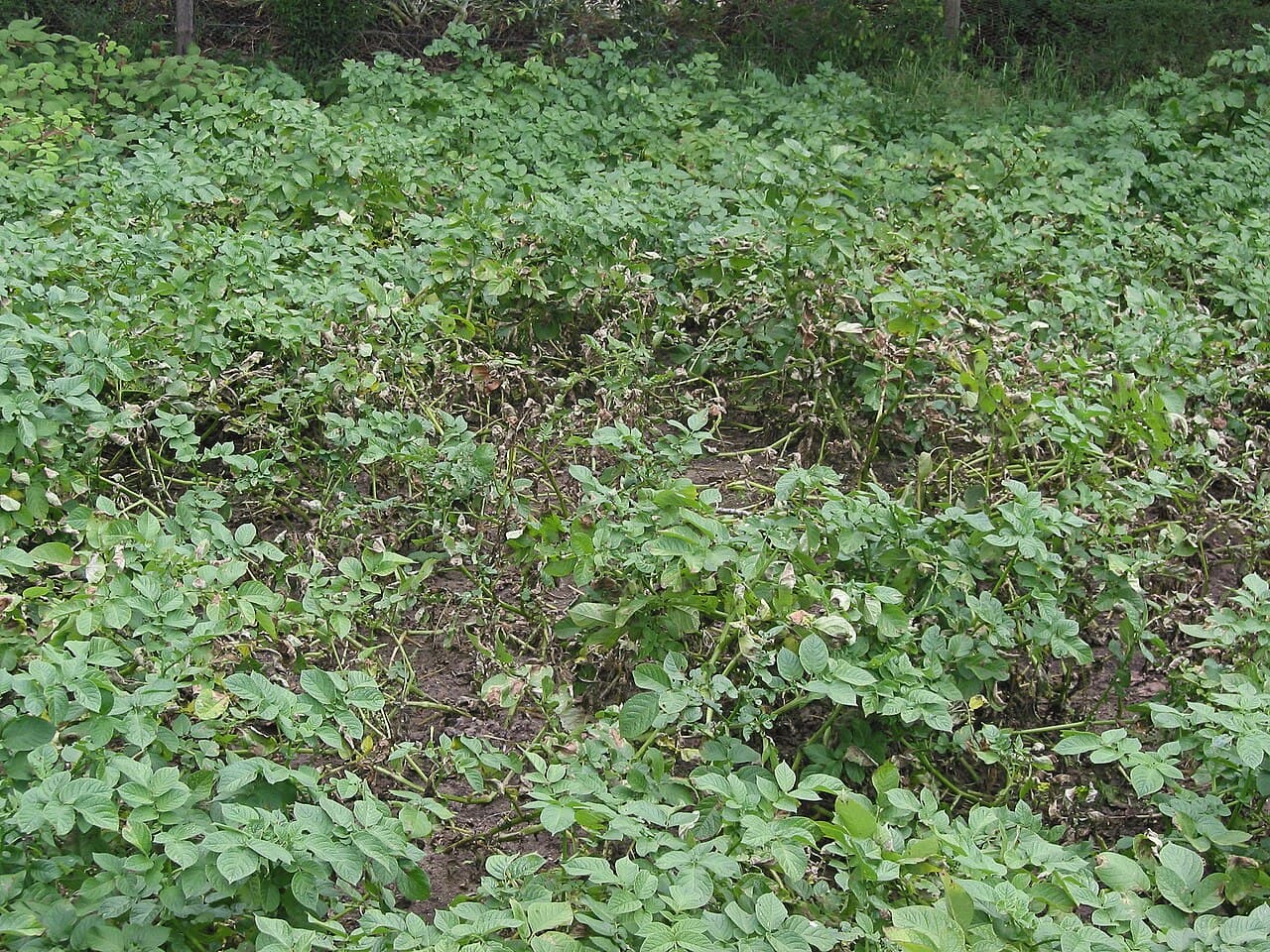 Imagine pentru Mana cartofului: Phytophthora infestans bij Parel (1)