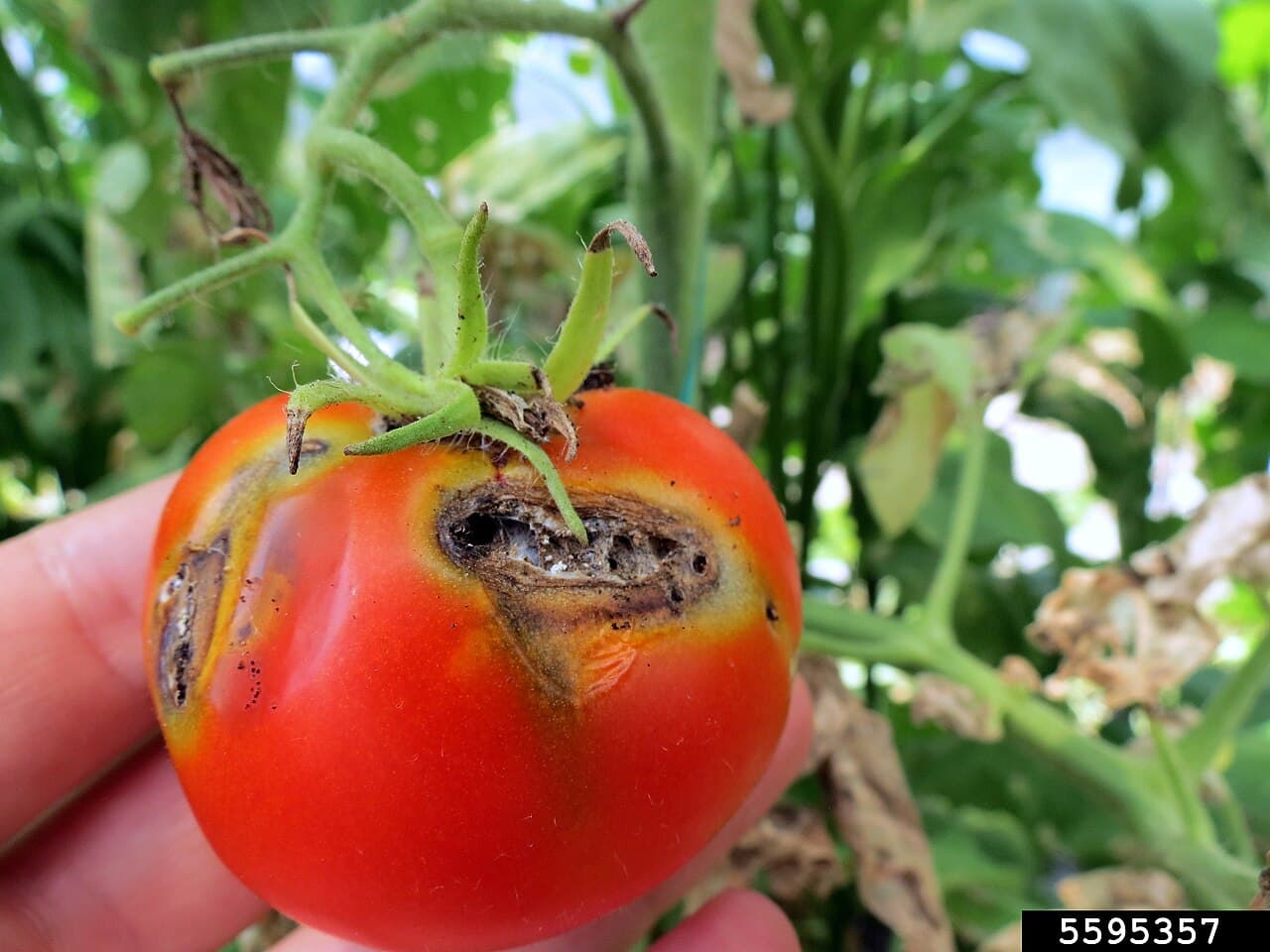 Imagine cu tomate afectate de larve de Tuta absoluta pentru ghidul AgroDex despre molia tomatelor