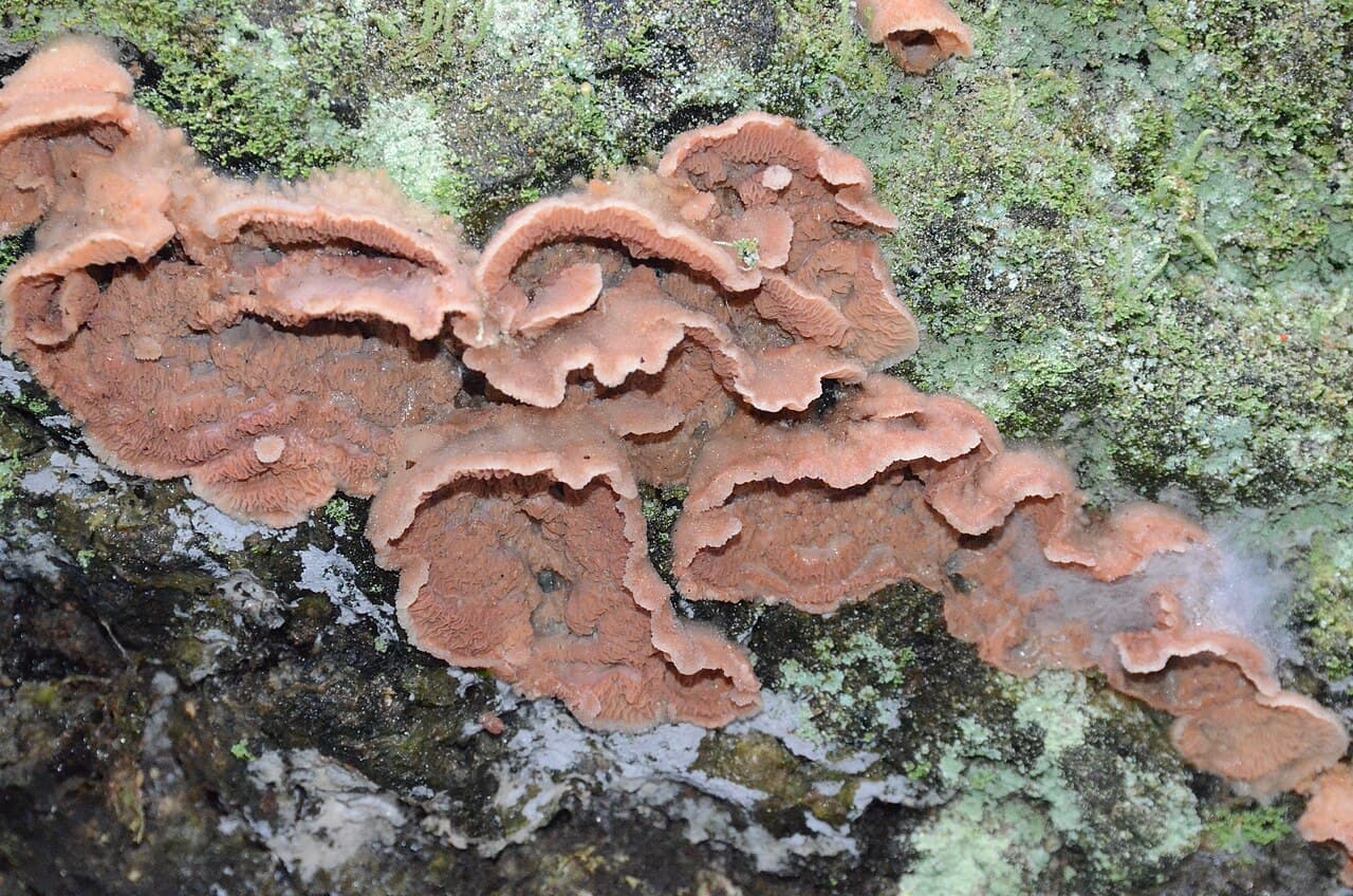 Imagine pentru Putregaiul coletului: Detail of Merulius tremellosus (Yelly Rot, D= Gallertfleischiger Fältling, F= Mérule tremblante, NL= Spekzoerdzwam) white spores and causes white rot, at Deelerwoud - panoramio