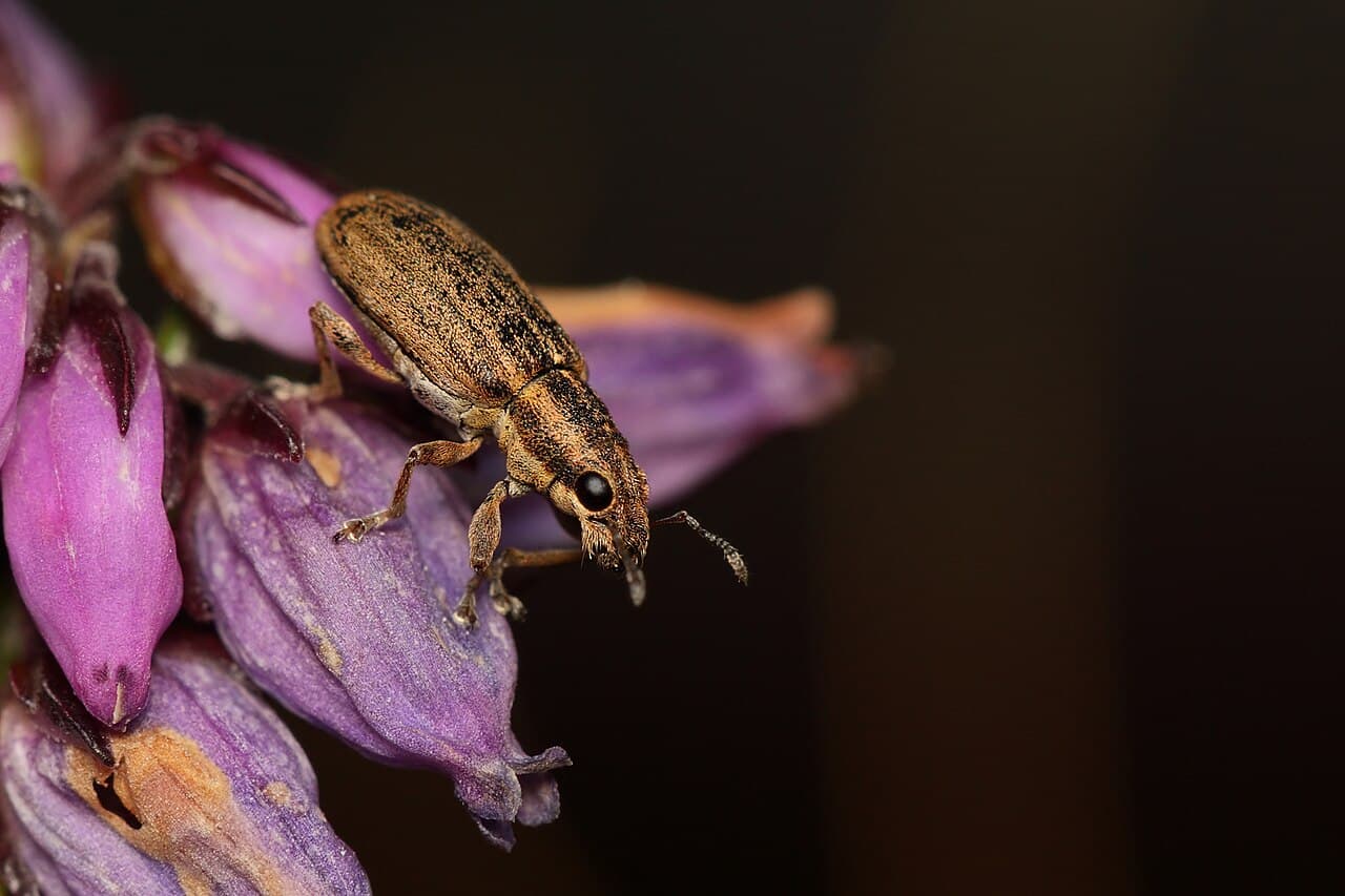 Imagine pentru Gărgărița mazării: Pea Weevil - Sitona lineatus