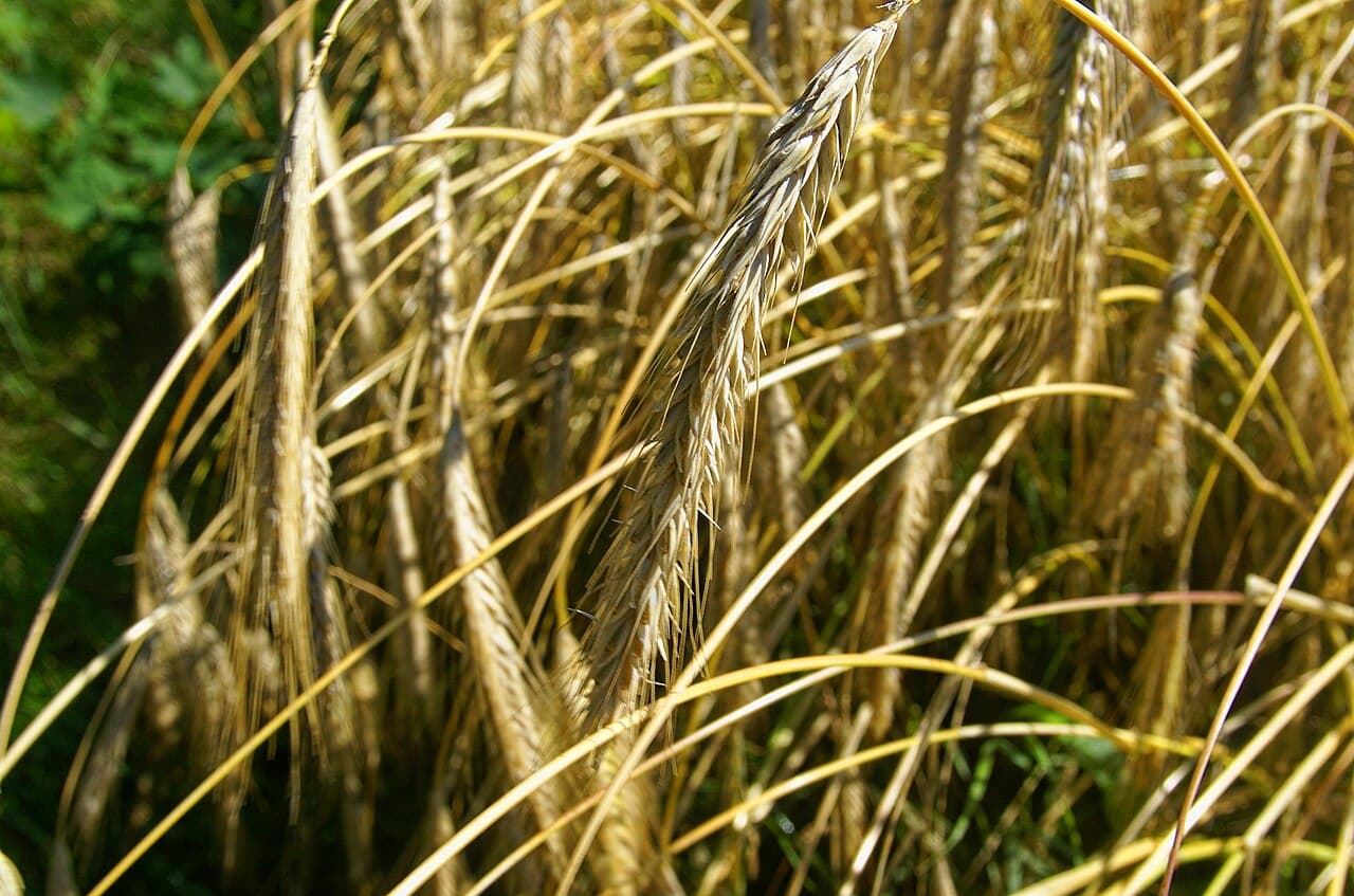Imagine cu lan de orz Hordeum vulgare pentru ghidul AgroDex despre cultura orzului