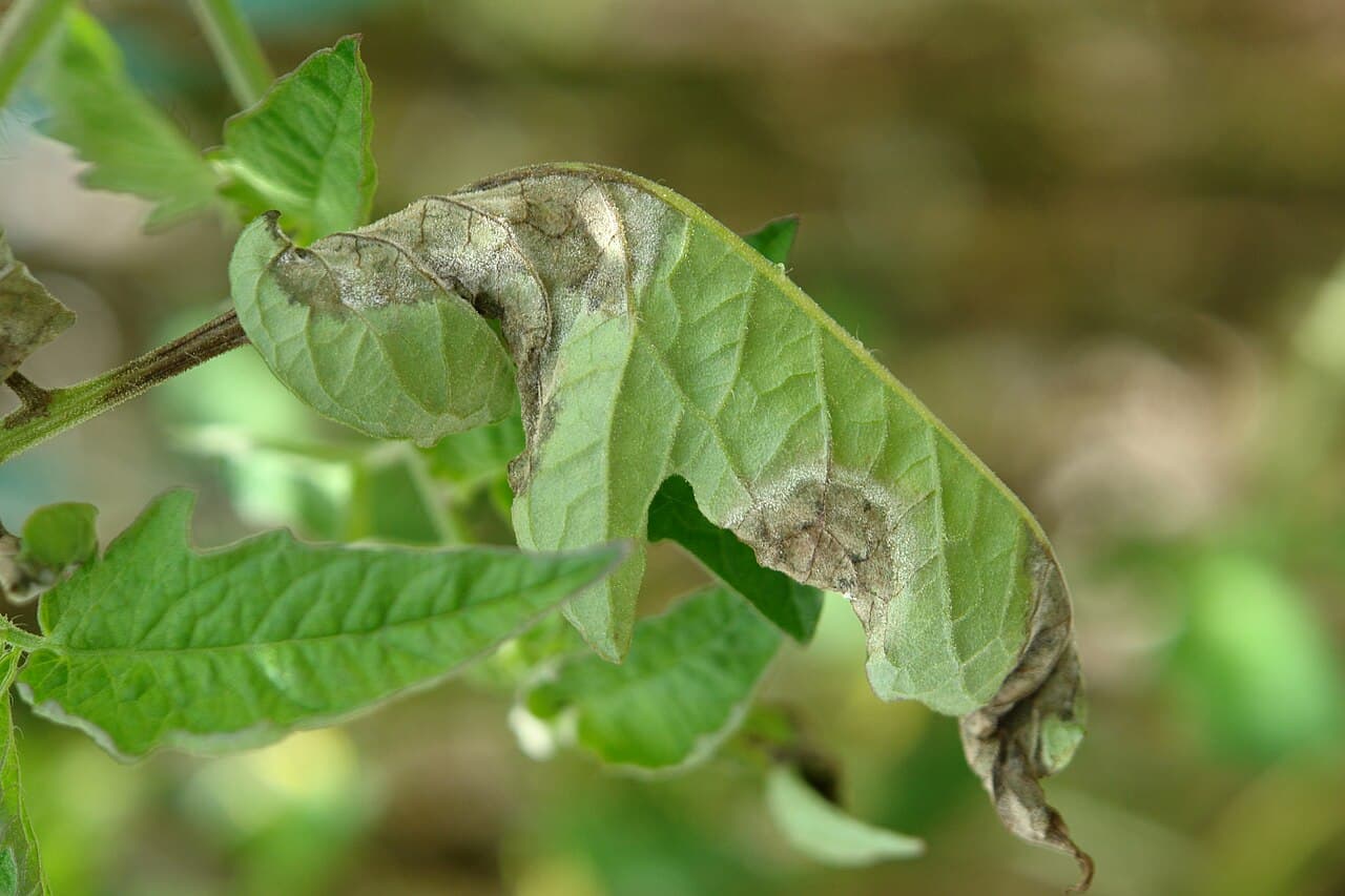 Imagine pentru Mana La Tomate Cherry: Tomato late blight leaf sporulating lesions 1 (5816170621)