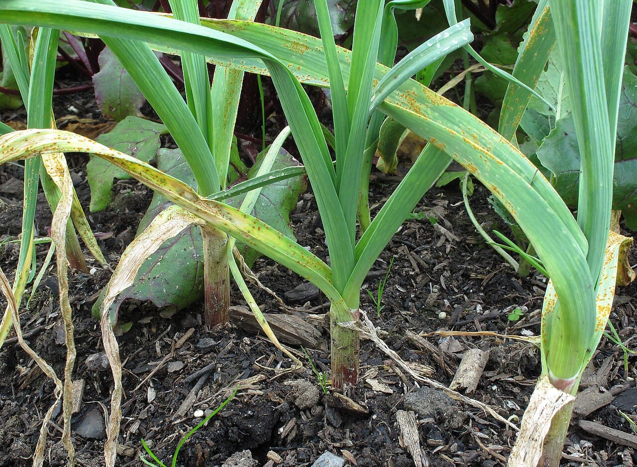 Imagine pentru Rugina usturoiului: Rust on garlic plants2