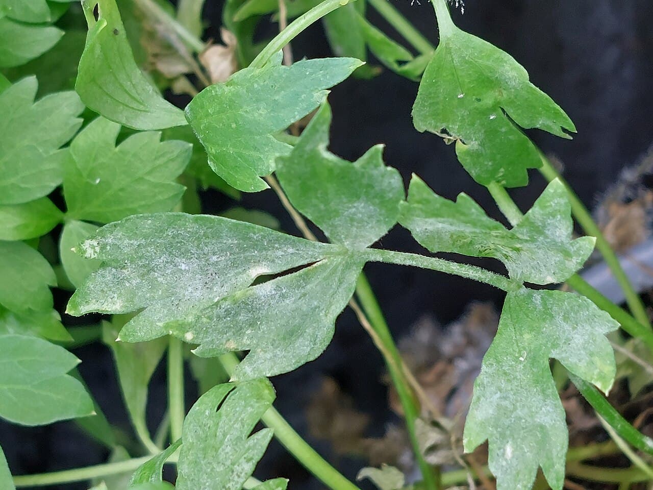 Fainare la patrunjel de frunze: Erysiphe heraclei on lovage