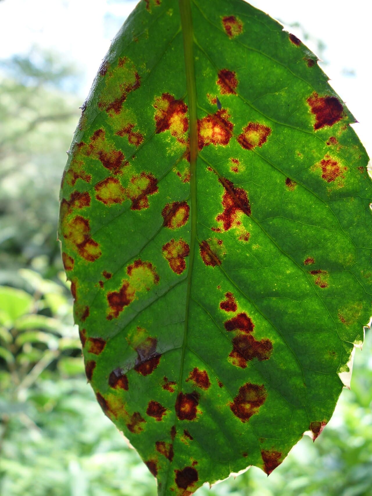 Imagine pentru Pătarea bacteriană: Bacterial leaf spot of panax (9521101870)