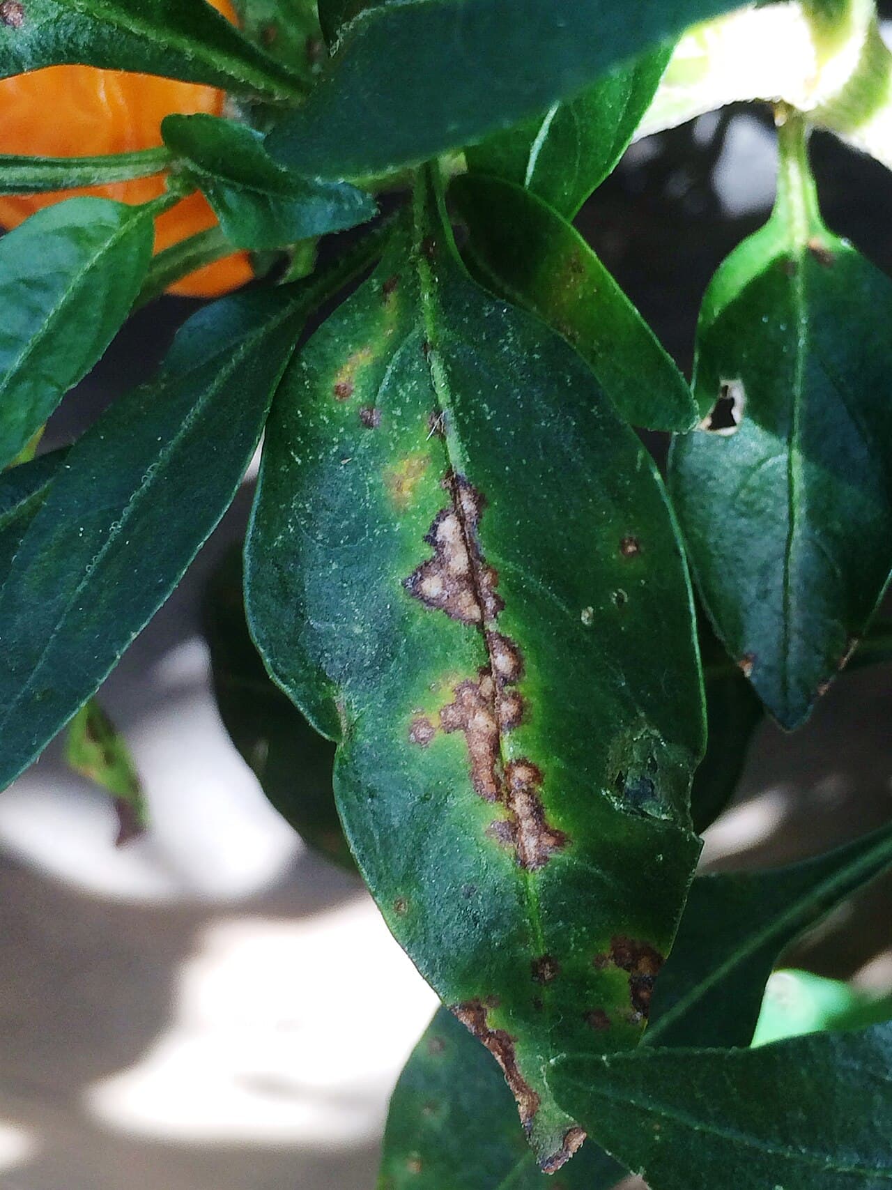 Imagine pentru Pătarea bacteriană: Bacterial leaf spot of pepper (14954536360)