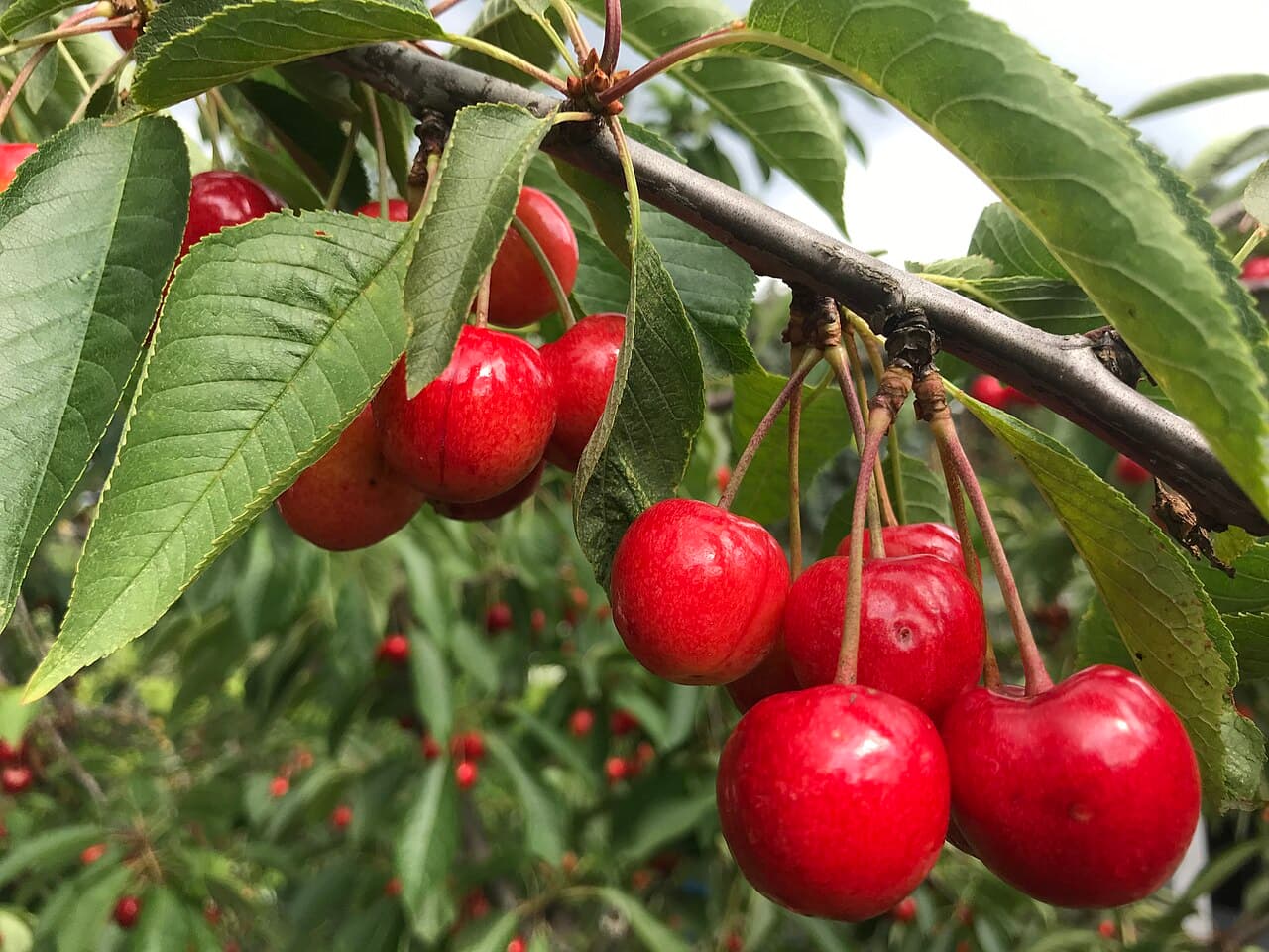 Imagine cu cire?e pe pom pentru ghidul AgroDex despre cultura cire?ului