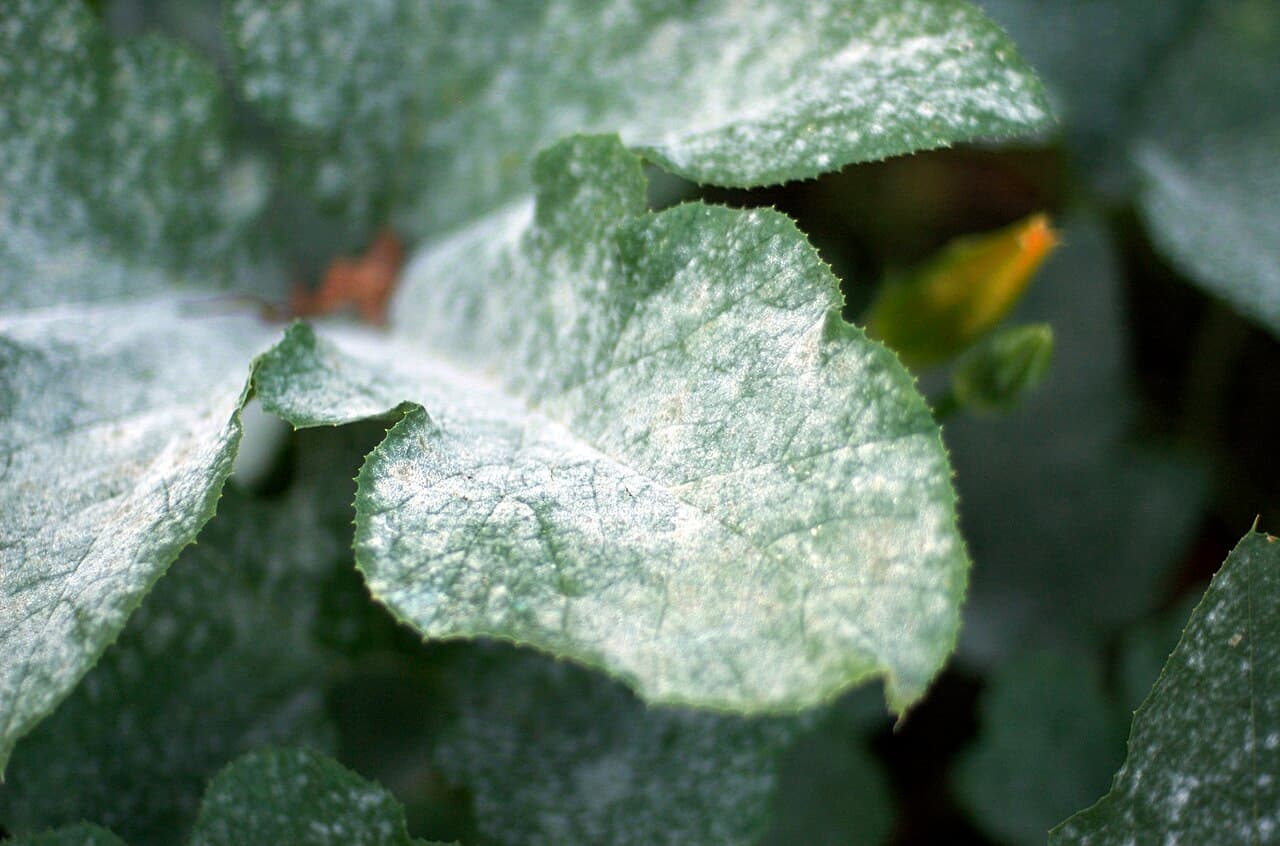 Imagine pentru Fainare La Dovleac: Powdery mildew on pumpkin leaves 1