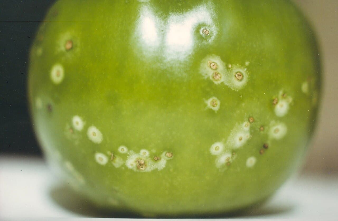 Imagine pentru Cancerul bacterian: Bacterial canker of tomato caused by Corynebacterium michiganense pv. michiganense (9777392932)