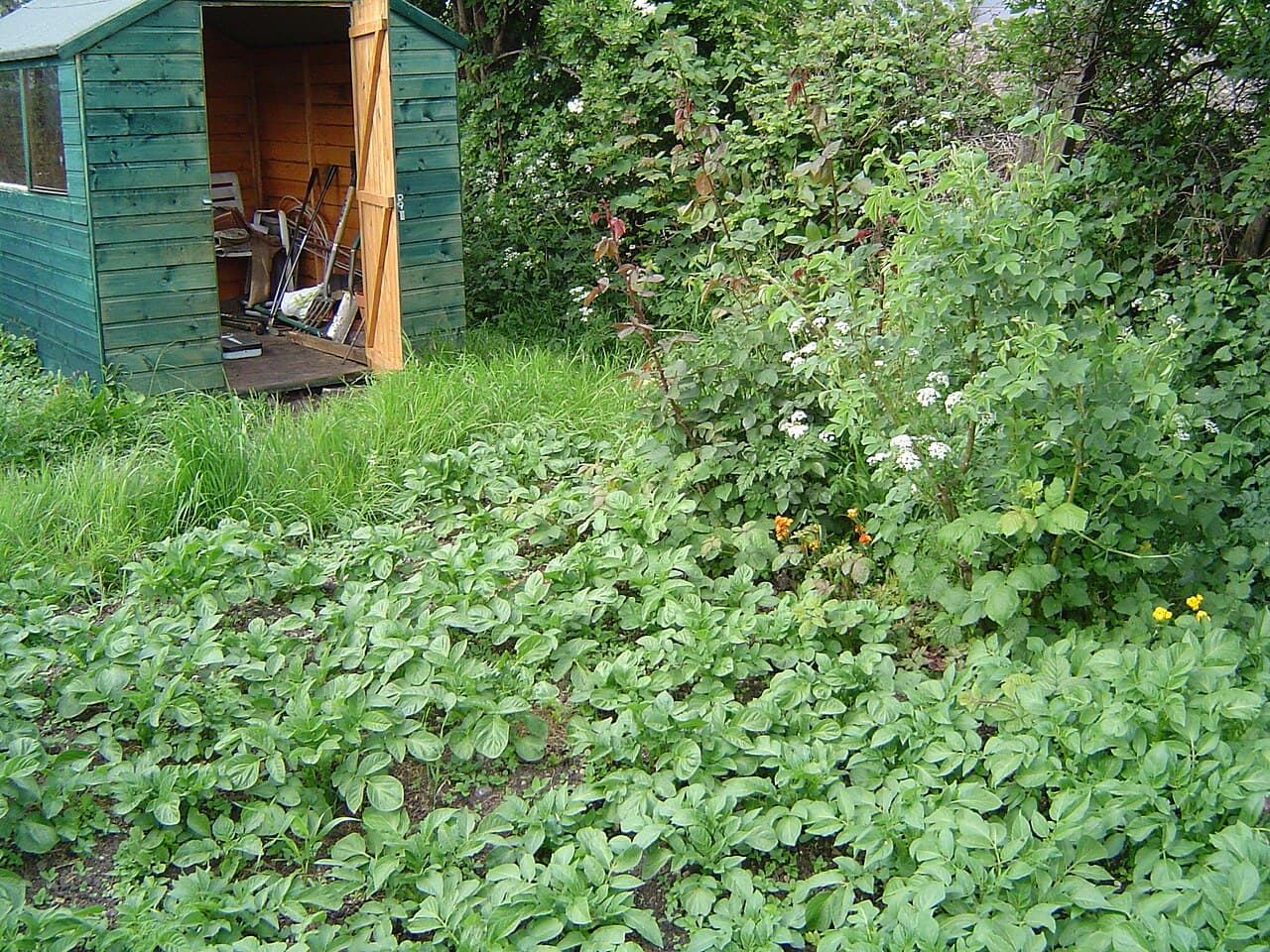 Imagine cu plante de cartof pentru ghidul AgroDex despre cultura cartofului