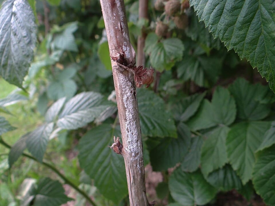 Didimella zmeurului: cane lesion of Didymella applanata on raspberry.