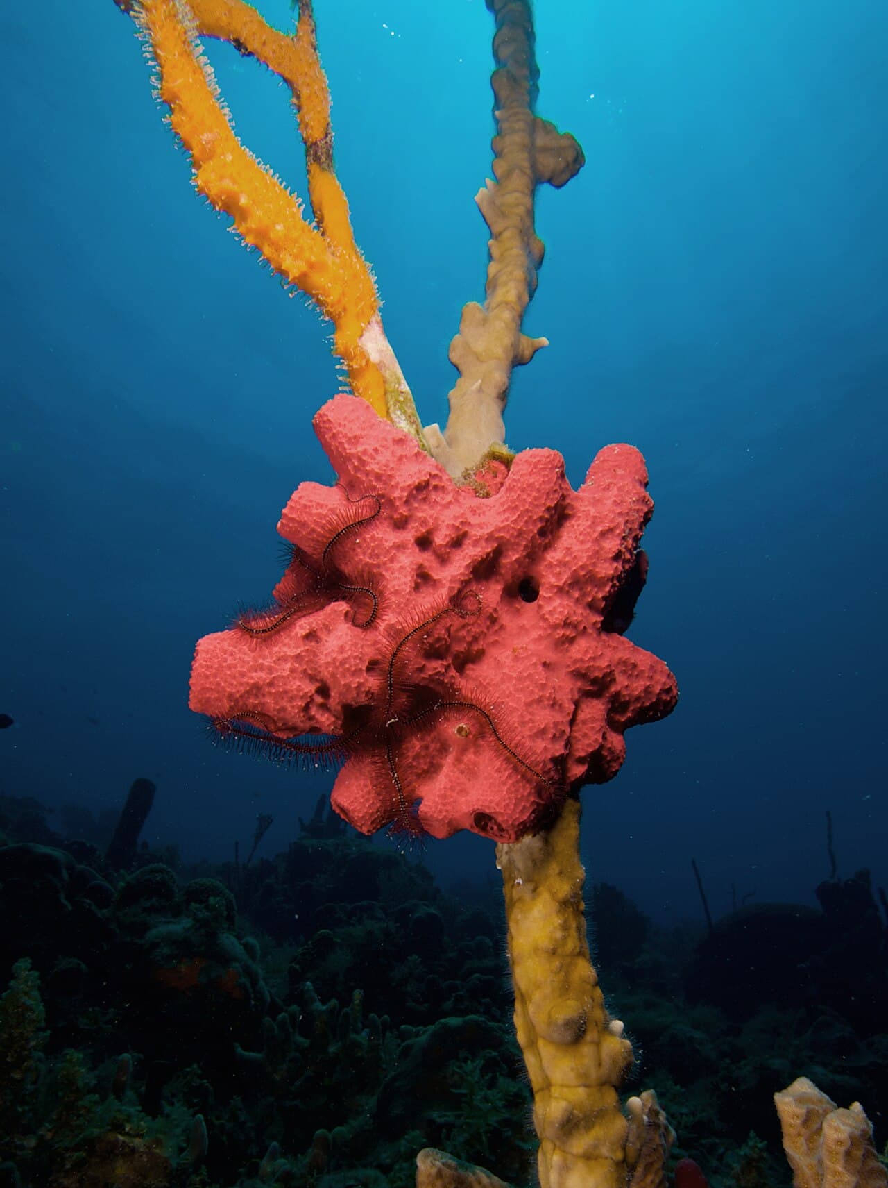 Imagine pentru Căpșun: Mycale laxissima (Strawberry Vase Sponge)