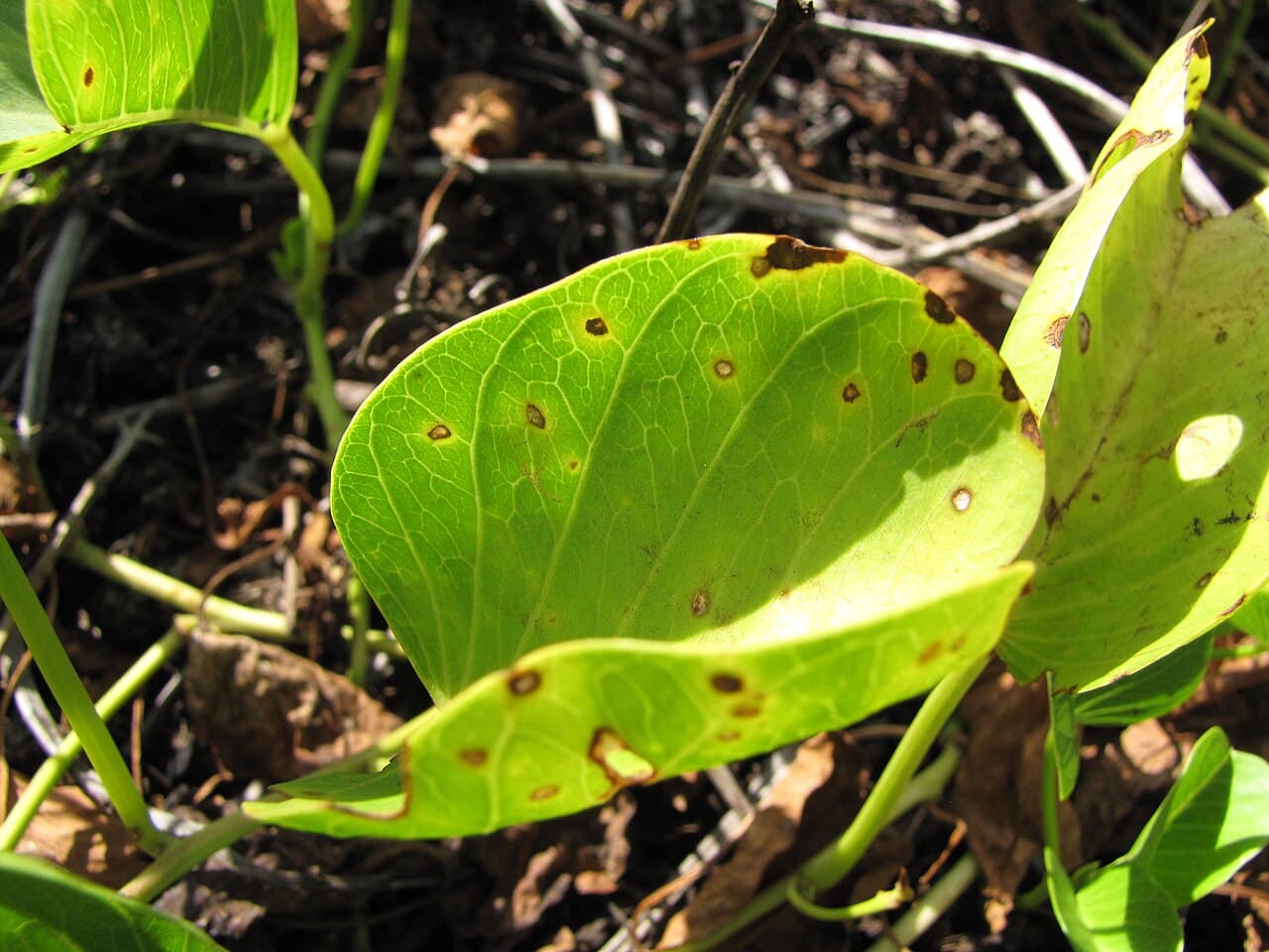 Imagine pentru Pătarea frunzelor: Starr-130703-5523-Ipomoea pes caprae subsp brasiliensis-leaves with Cercospora leaf spot-Kealia Pond-Maui (24588565624)