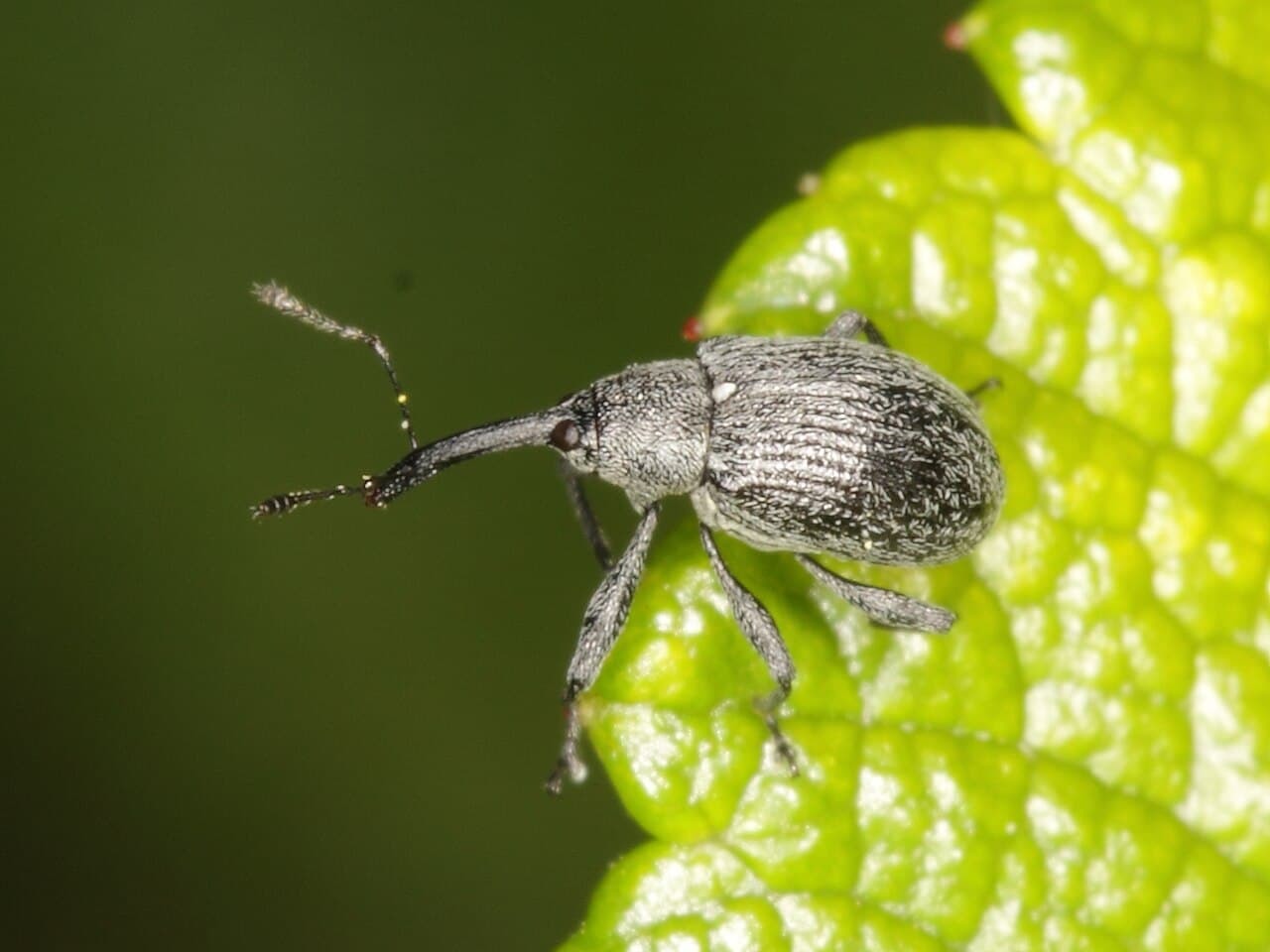 Gargarita florilor de capsun: Anthonomus rubi adult