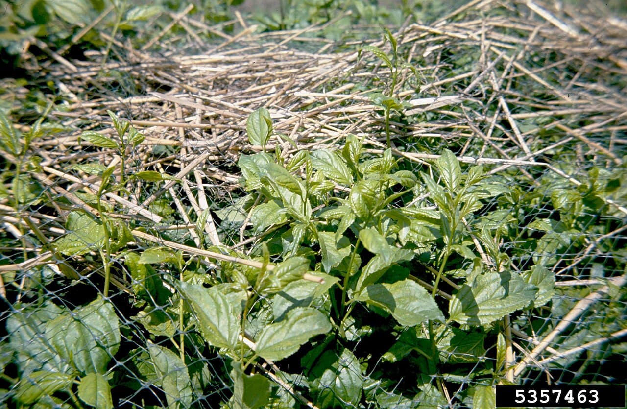 Imagine pentru Rugina coroanei: Puccinia coronata at Avena (01)