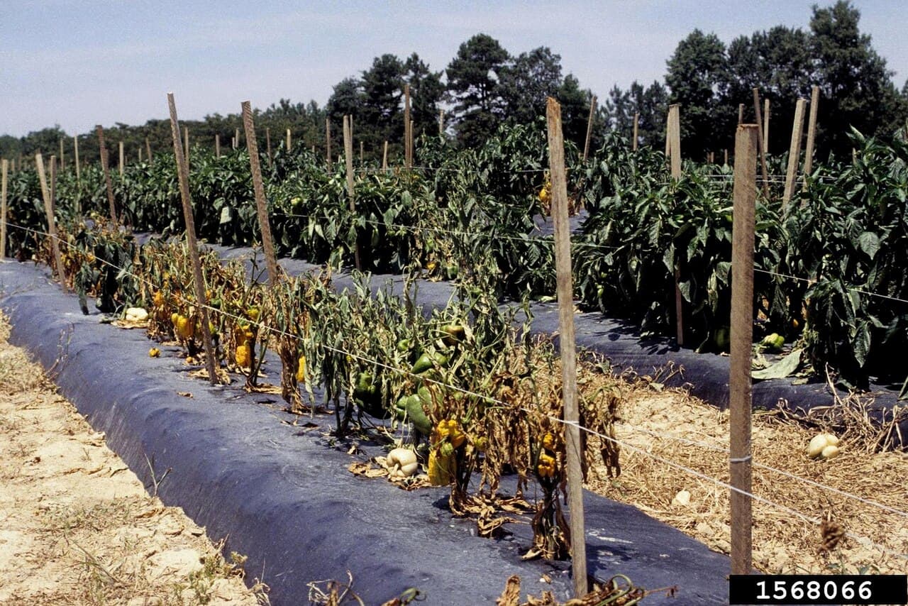 Imagine pentru Mana La Ardei Iute: Capsicum annuum with Phytophthora capsici