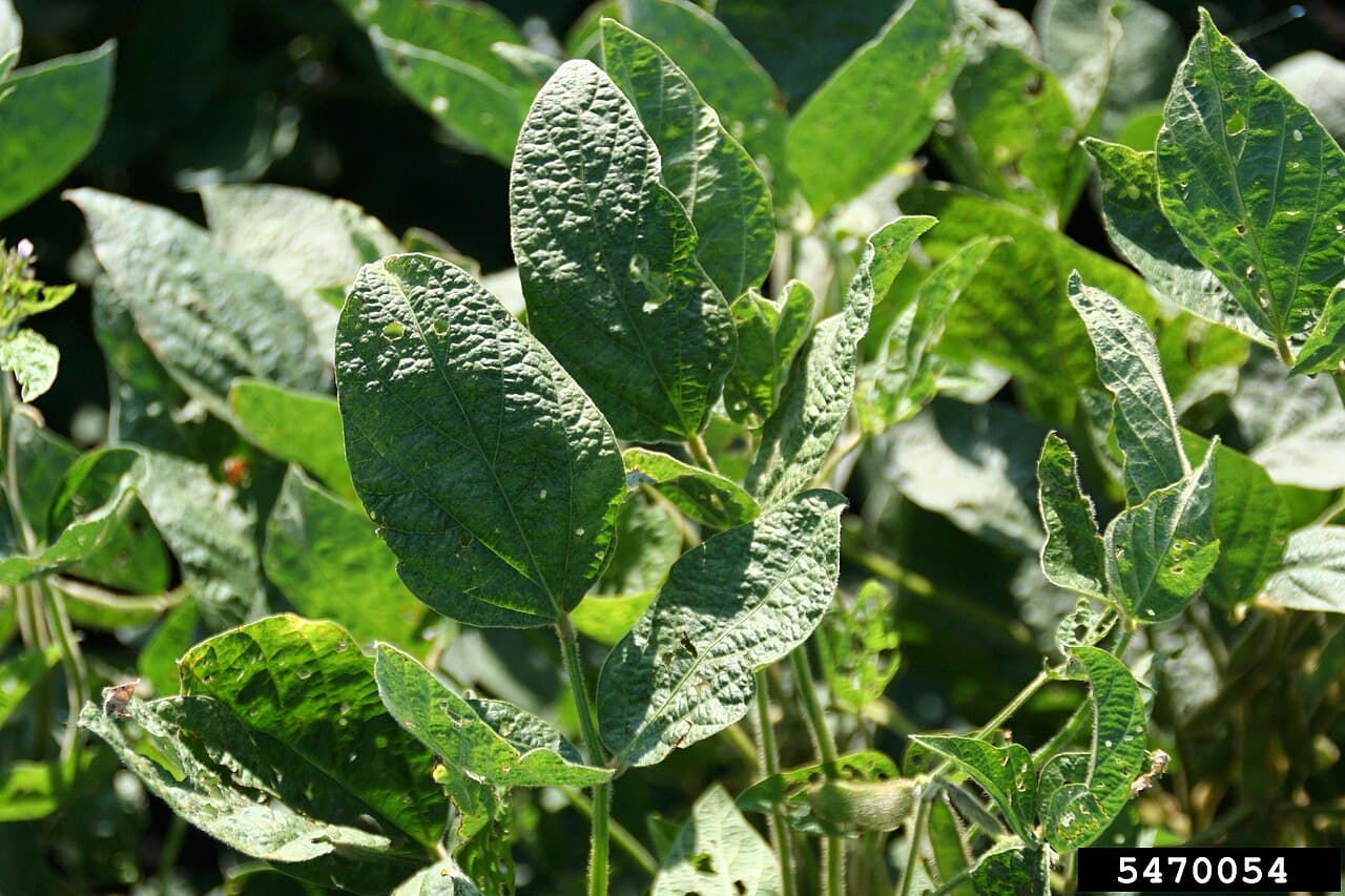 Imagine pentru Mozaicul Soiei: Symptoms of Soybean Mosaic Virus 2012