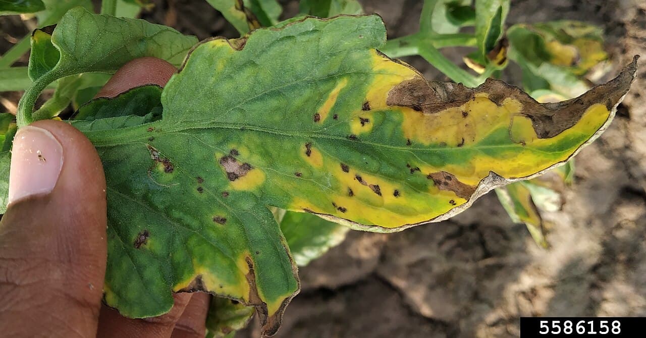 Imagine cu simptome de septorioză pe frunză pentru ghidul AgroDex despre boală