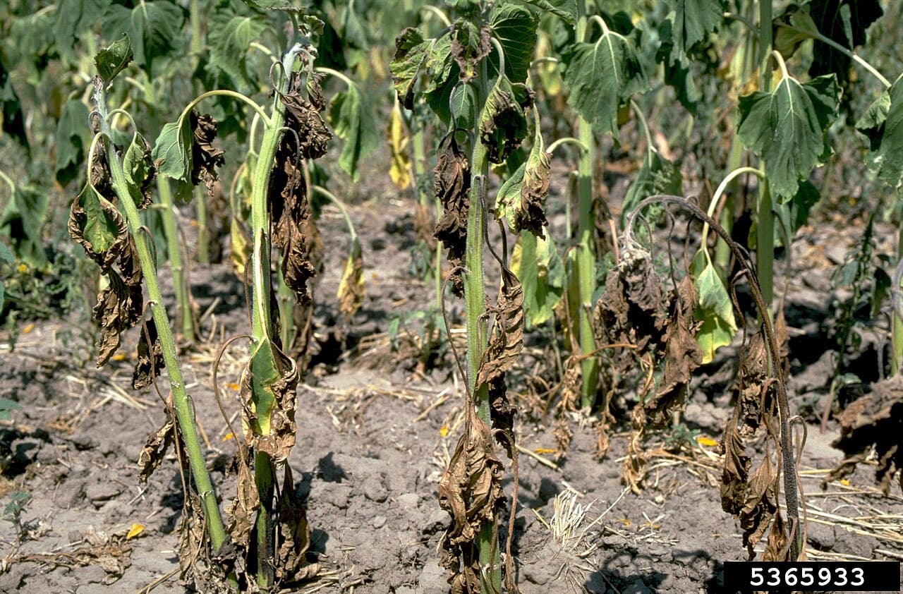 Imagine cu simptome de verticilioză pentru ghidul AgroDex despre boală