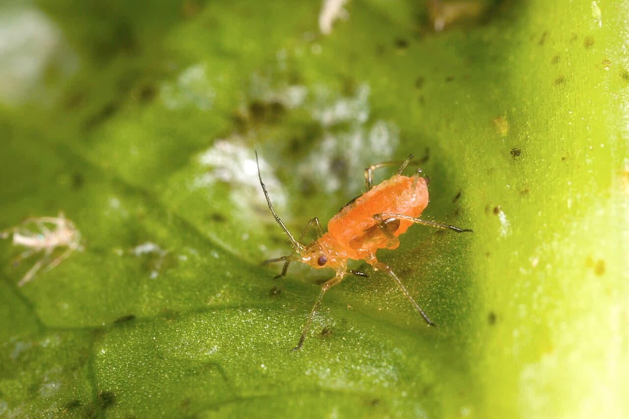 Salată: imagine de referinta asociata cu Afide la salată. Imagine pentru Afide La Salata: Lettuce aphid