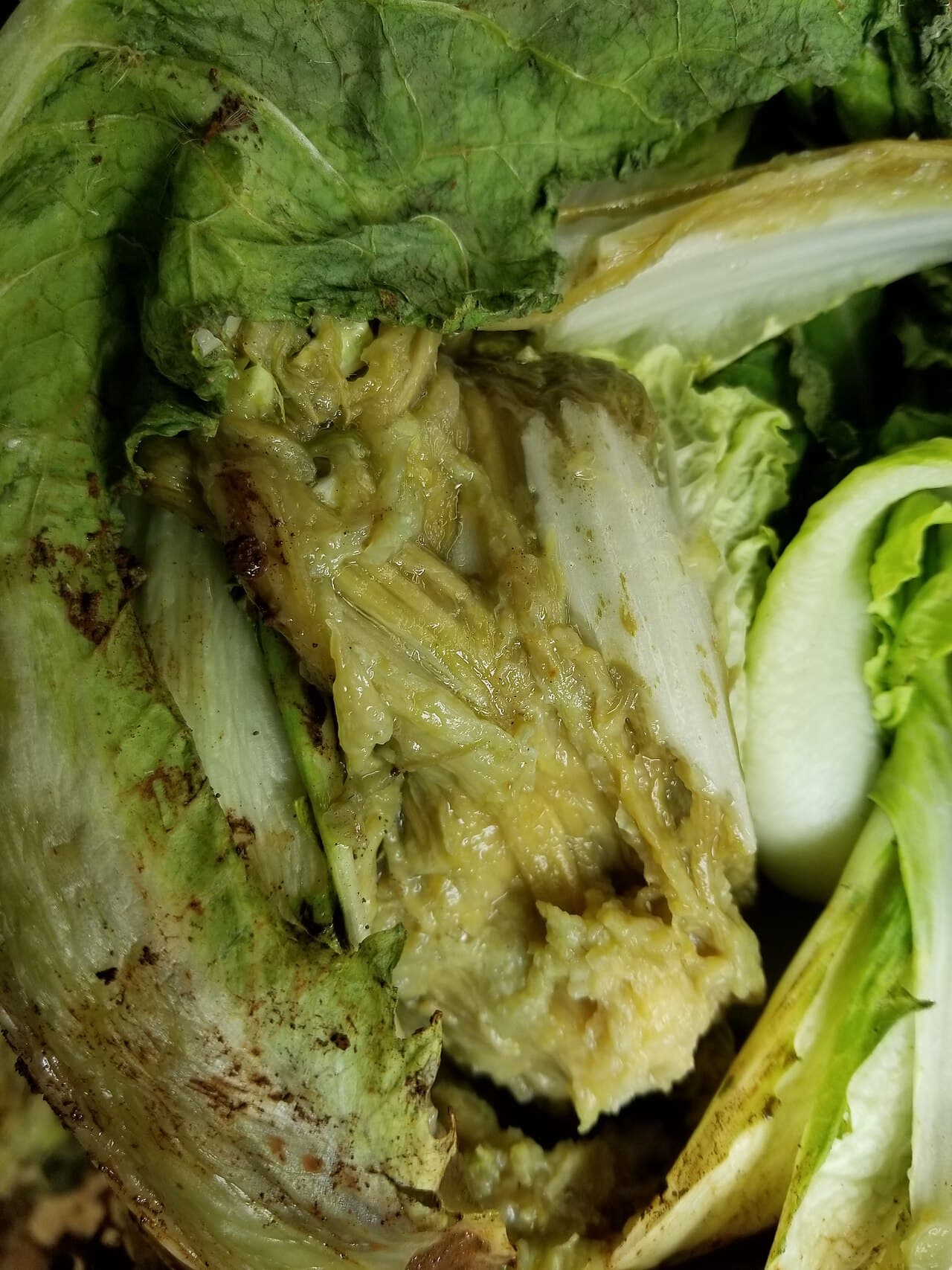 Imagine pentru Putregaiul moale: Napa Cabbage (Won Bok, Chinese Cabbage, Celery Cabbage) Bacterial soft rot (34795134544)