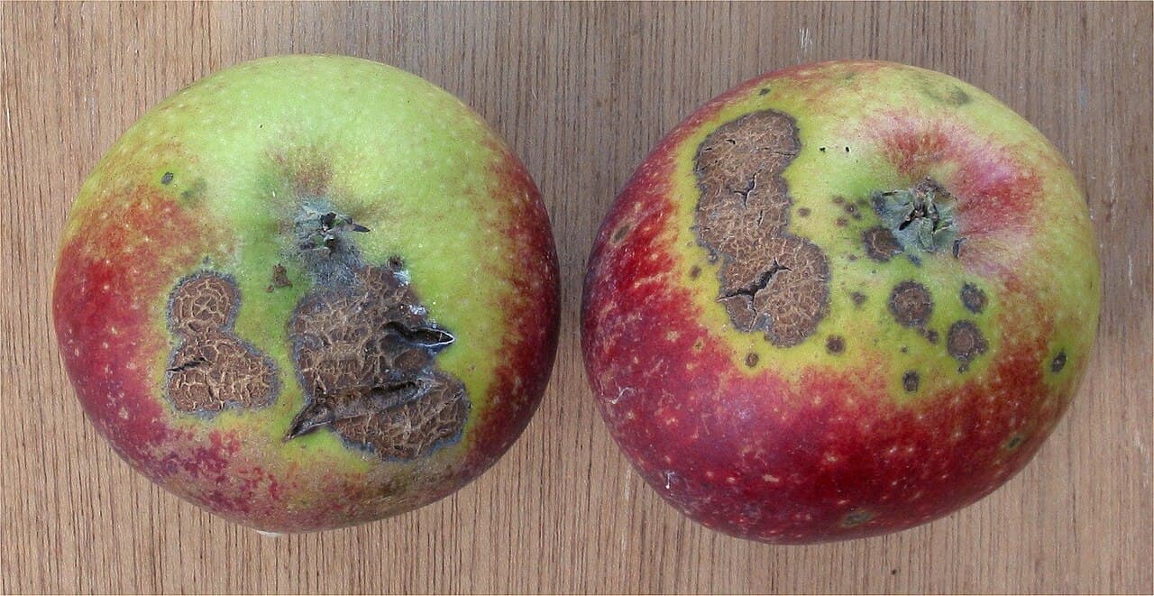 Imagine cu simptome de rapăn al mărului pentru ghidul AgroDex despre boală