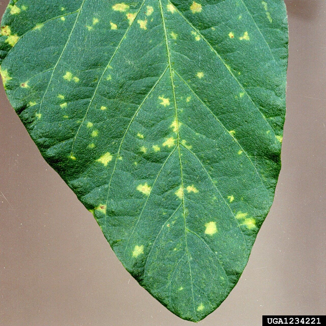 Mana la soia edamame: Peronospora manshurica symptoms on soybean leaf