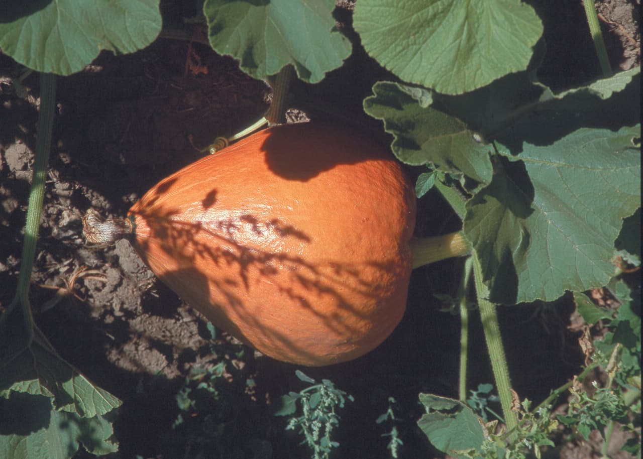 Imagine pentru Dovleac: NRCSOR00049 - Oregon (5793)(NRCS Photo Gallery)