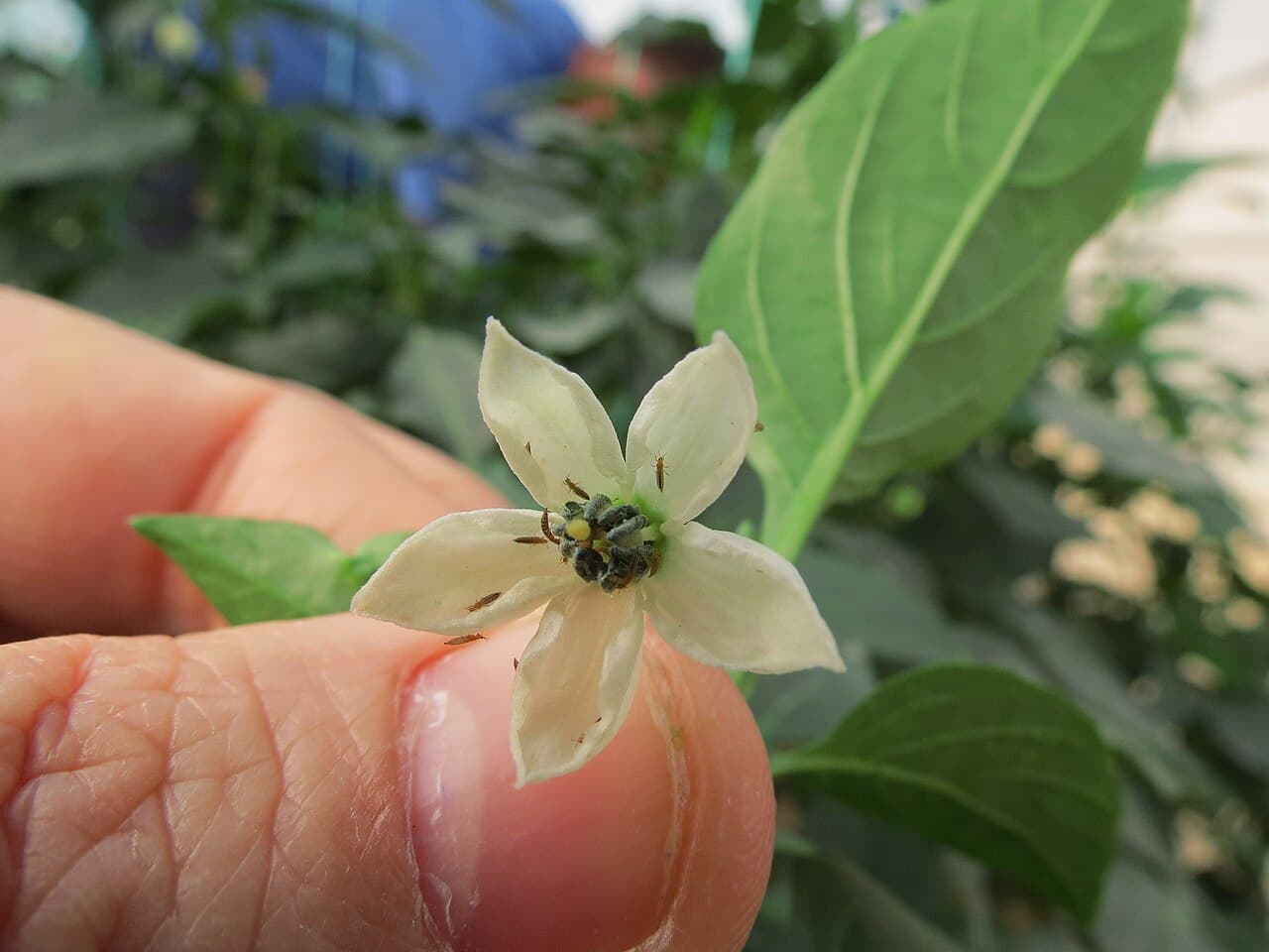 Imagine pentru Trips La Ardei Kapia: Thrips on pepper flower