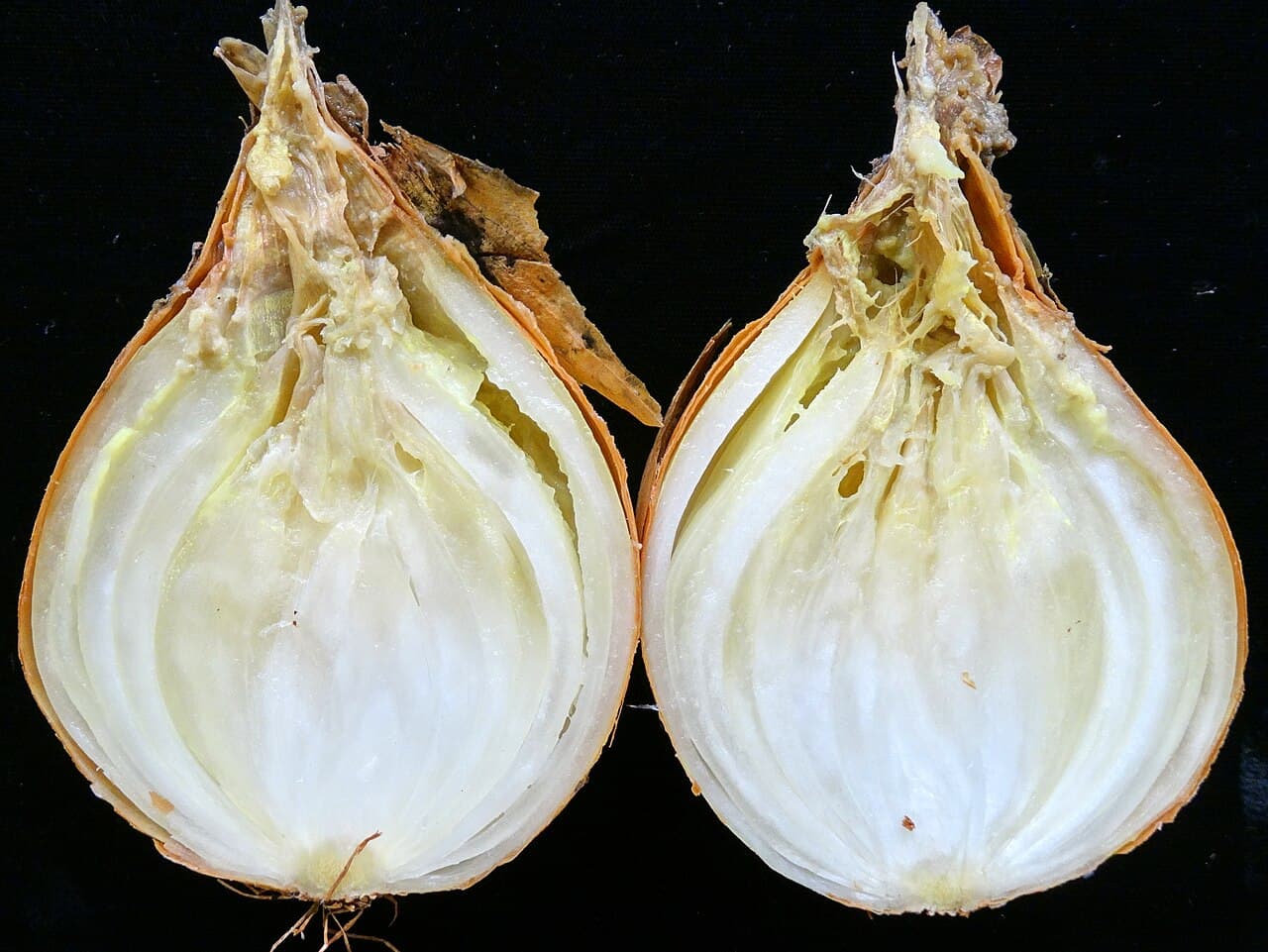 Imagine pentru Putregaiul moale: Onion (Allium cepa)- Bacterial soft rot