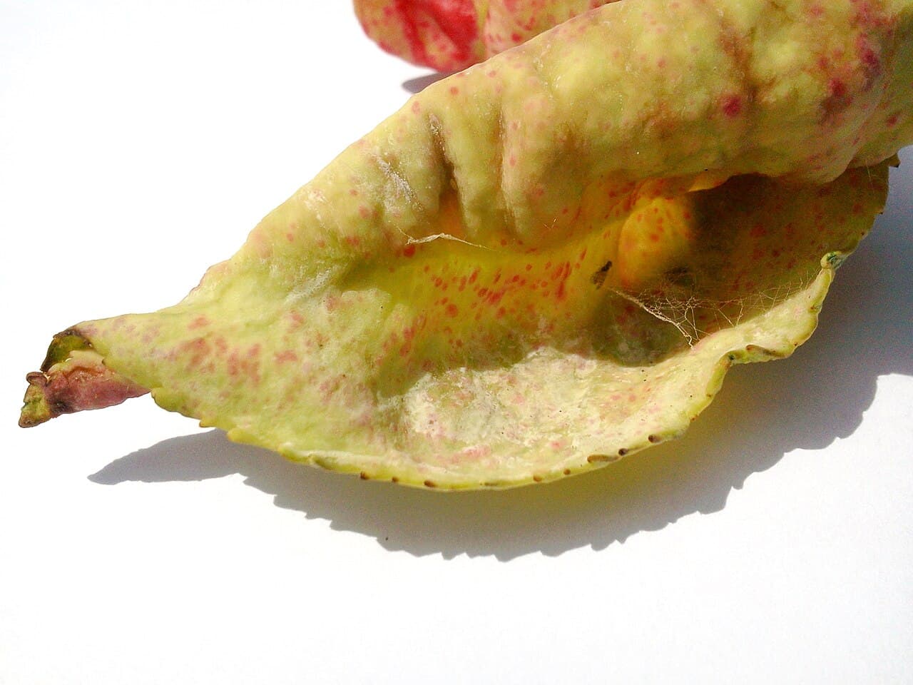 Imagine pentru Bășicarea piersicului: Leaf curl on peach tree - curled leaf (detail)