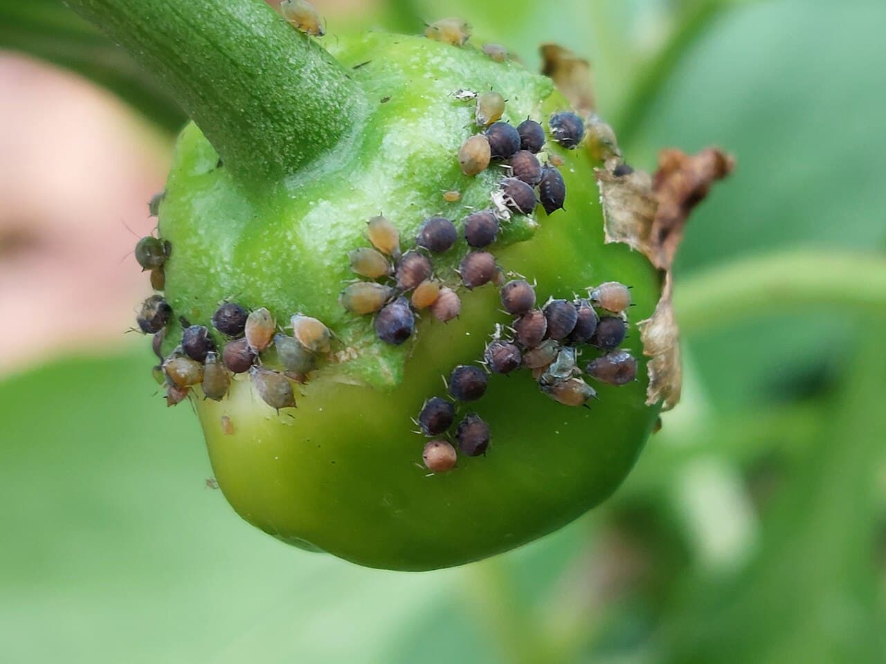 Imagine pentru Afide La Ardei Kapia: Paprika mit Blattlaus Befall-6-Josef Schlaghecken