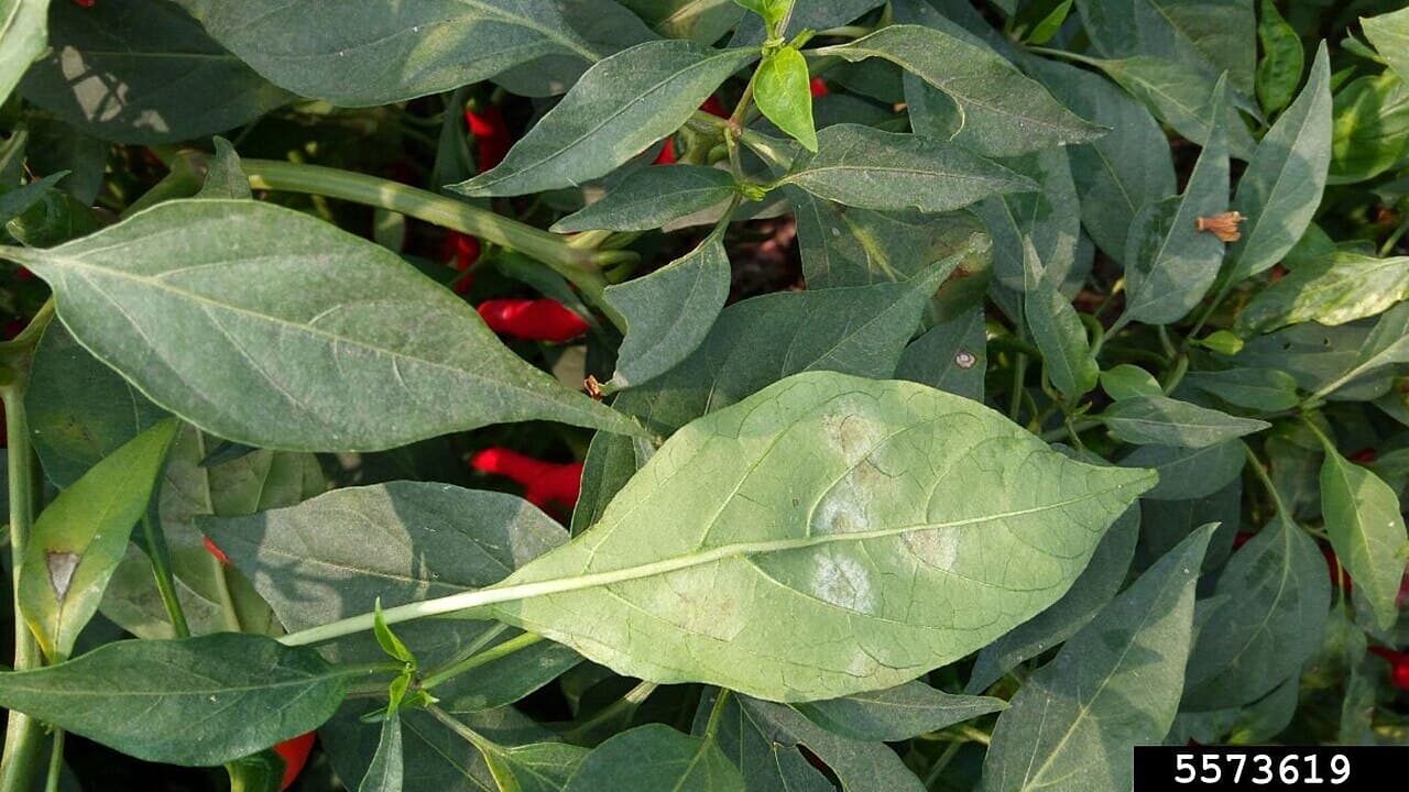 Imagine pentru Fainare La Ardei Iute: 5573619-PPT-powdery mildew (Leveillula taurica)