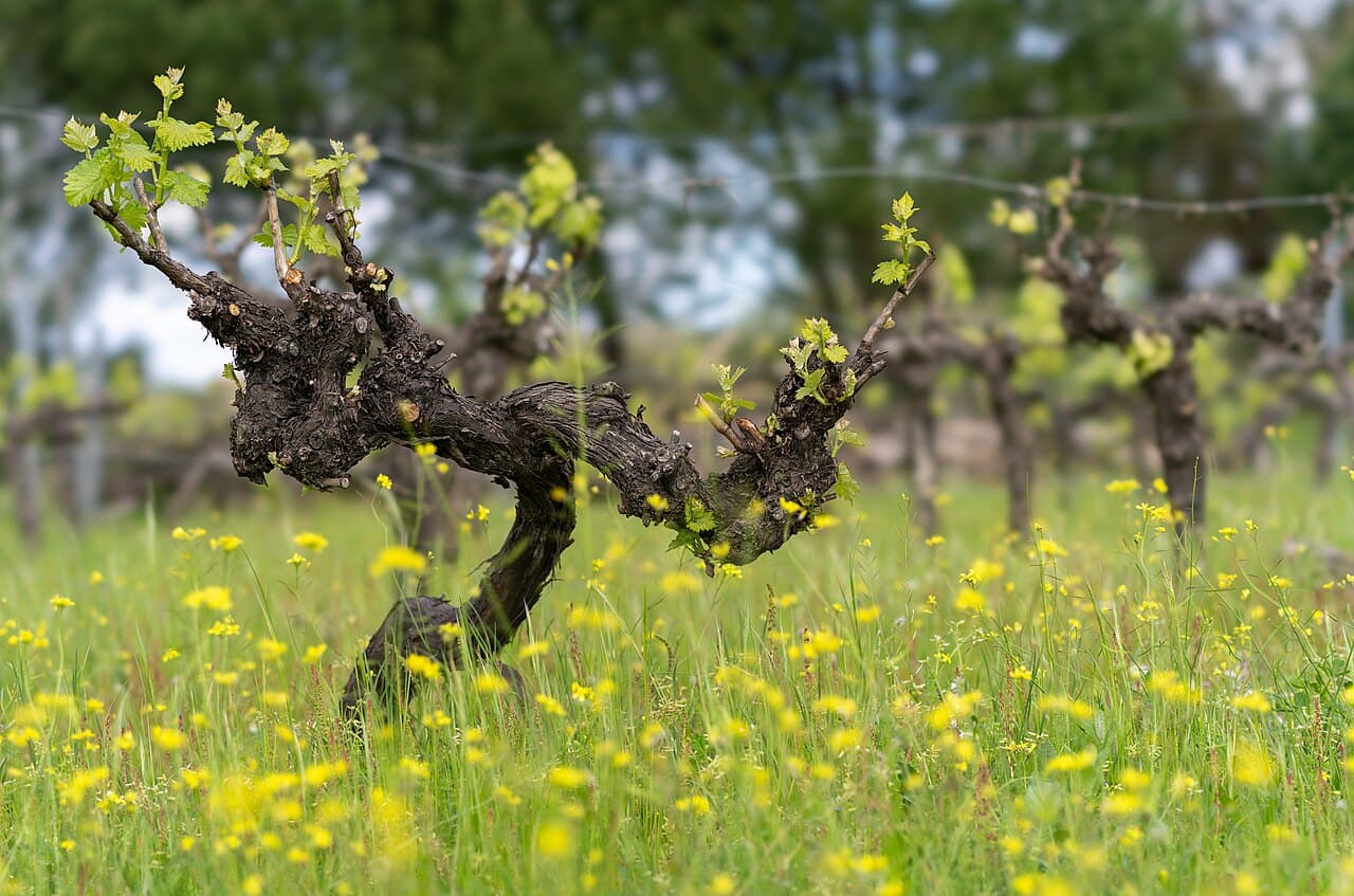 Imagine cu vi??-de-vie Vitis vinifera ?n planta?ie pentru ghidul AgroDex despre cultura vi?ei-de-vie