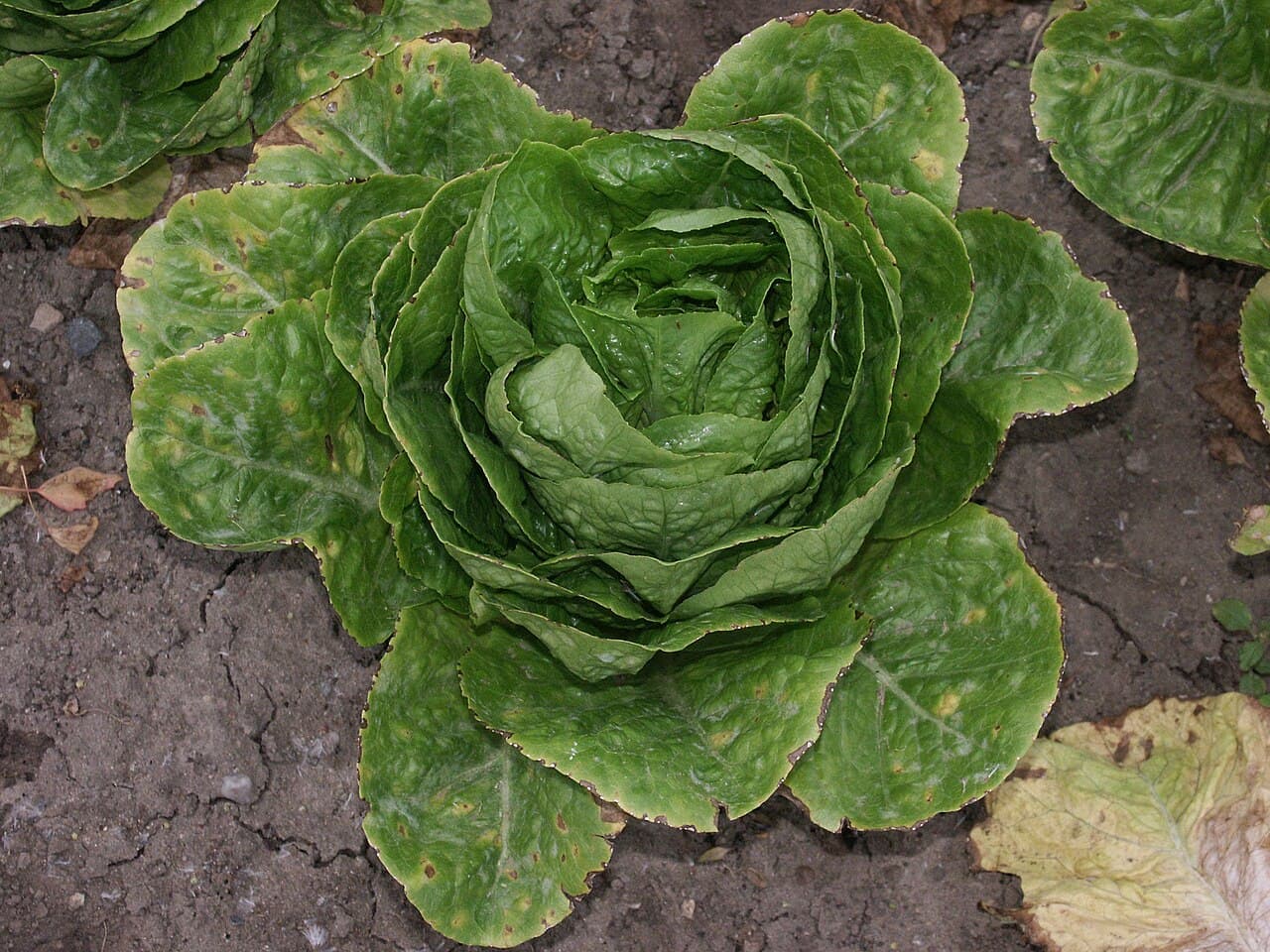 Imagine pentru Fainare La Salata: Romana Salat-Echter Mehltau-01-DLR-NW-jk