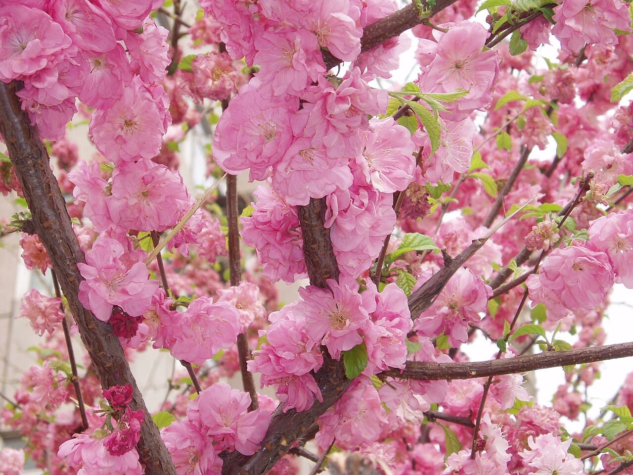 Imagine pentru Piersic: PrunusPersica4